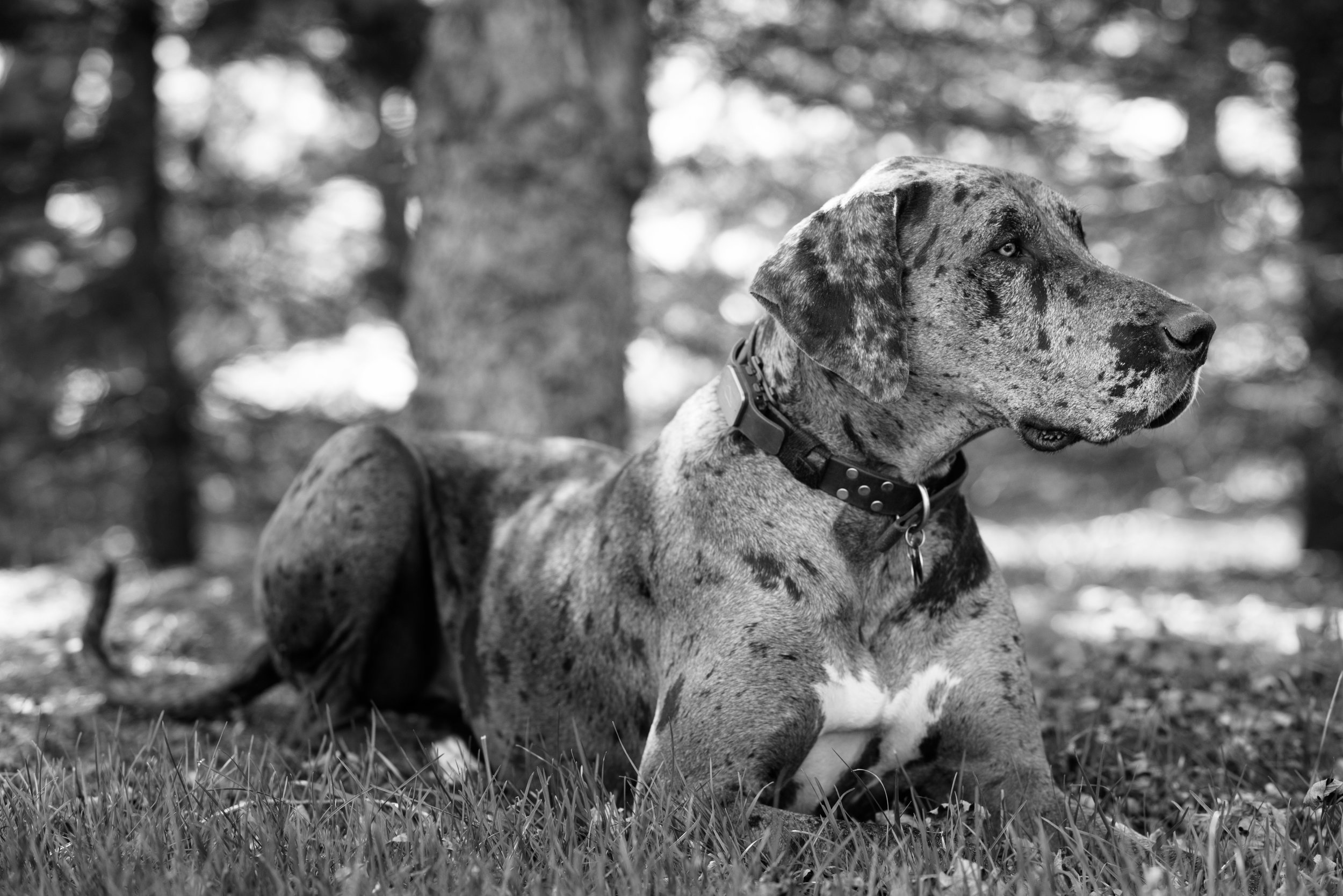 great dane dogs