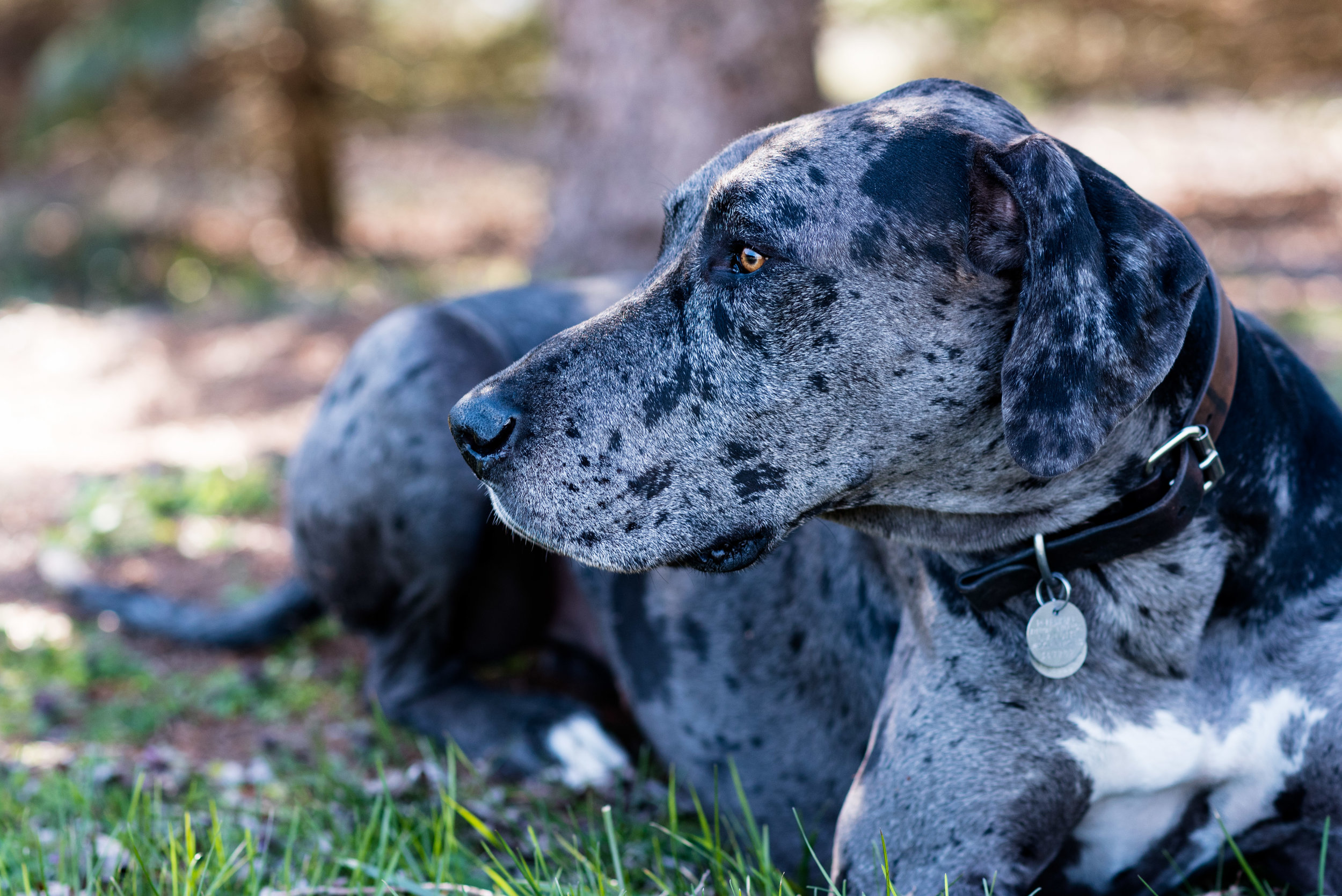 toledo animal photography