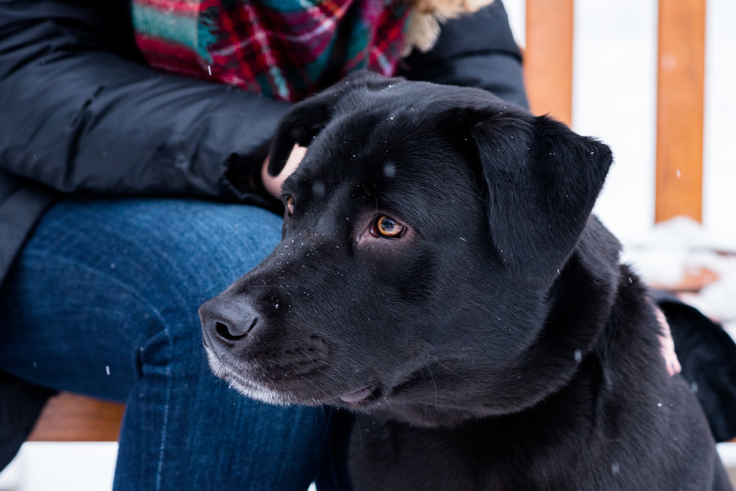 ohio pet photography