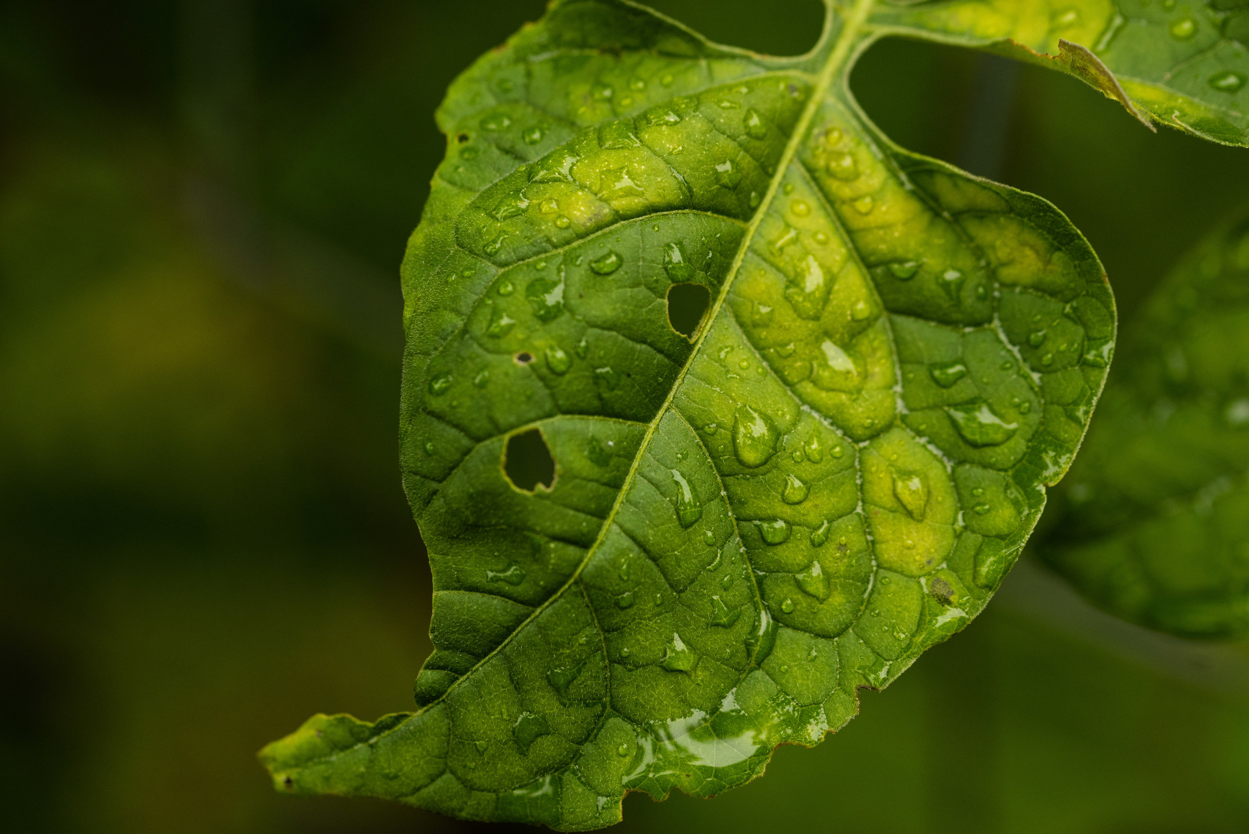 macro-2.jpg