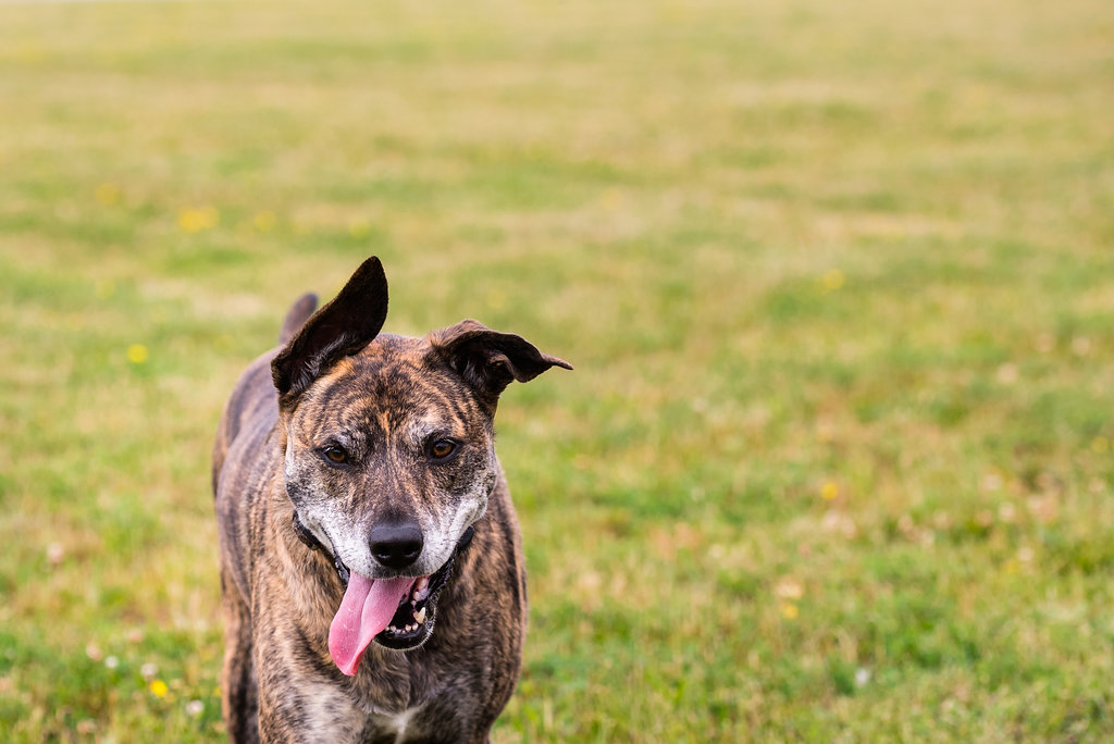 toledo pet photography