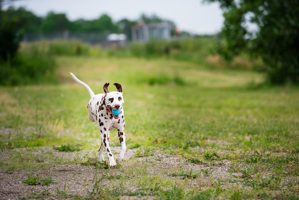 toledo ohio pet photography