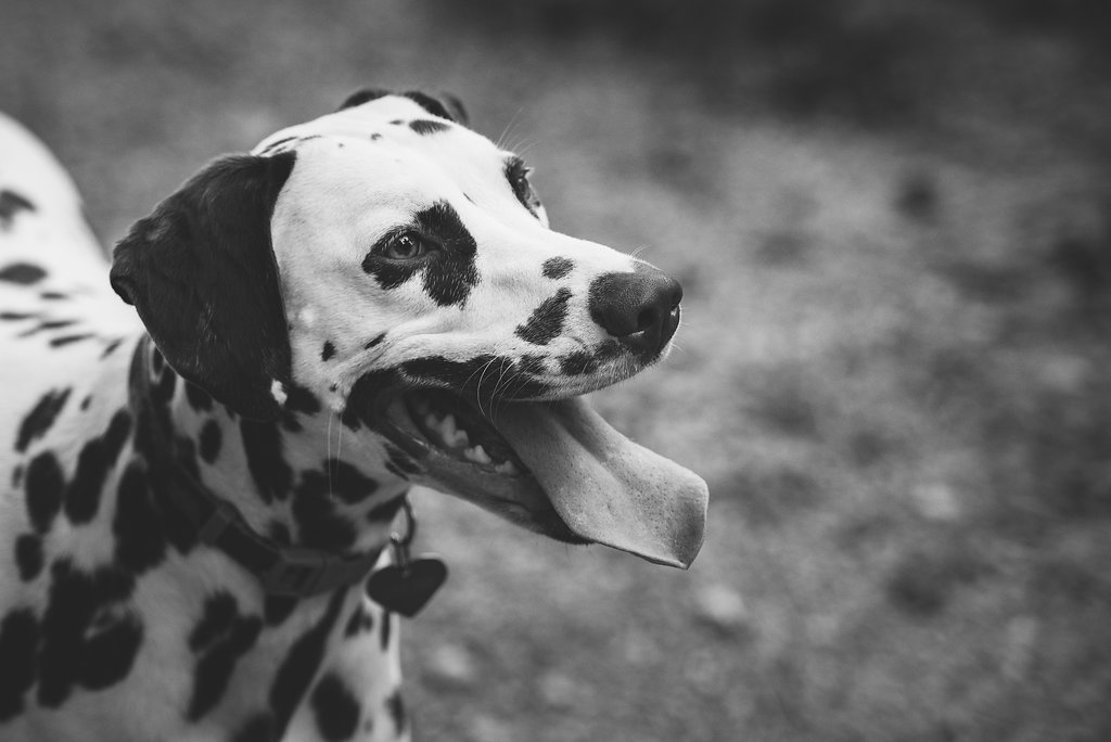 pet photography