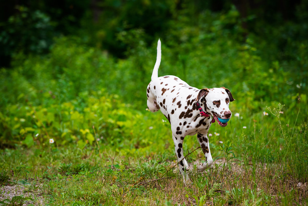 pet photographer