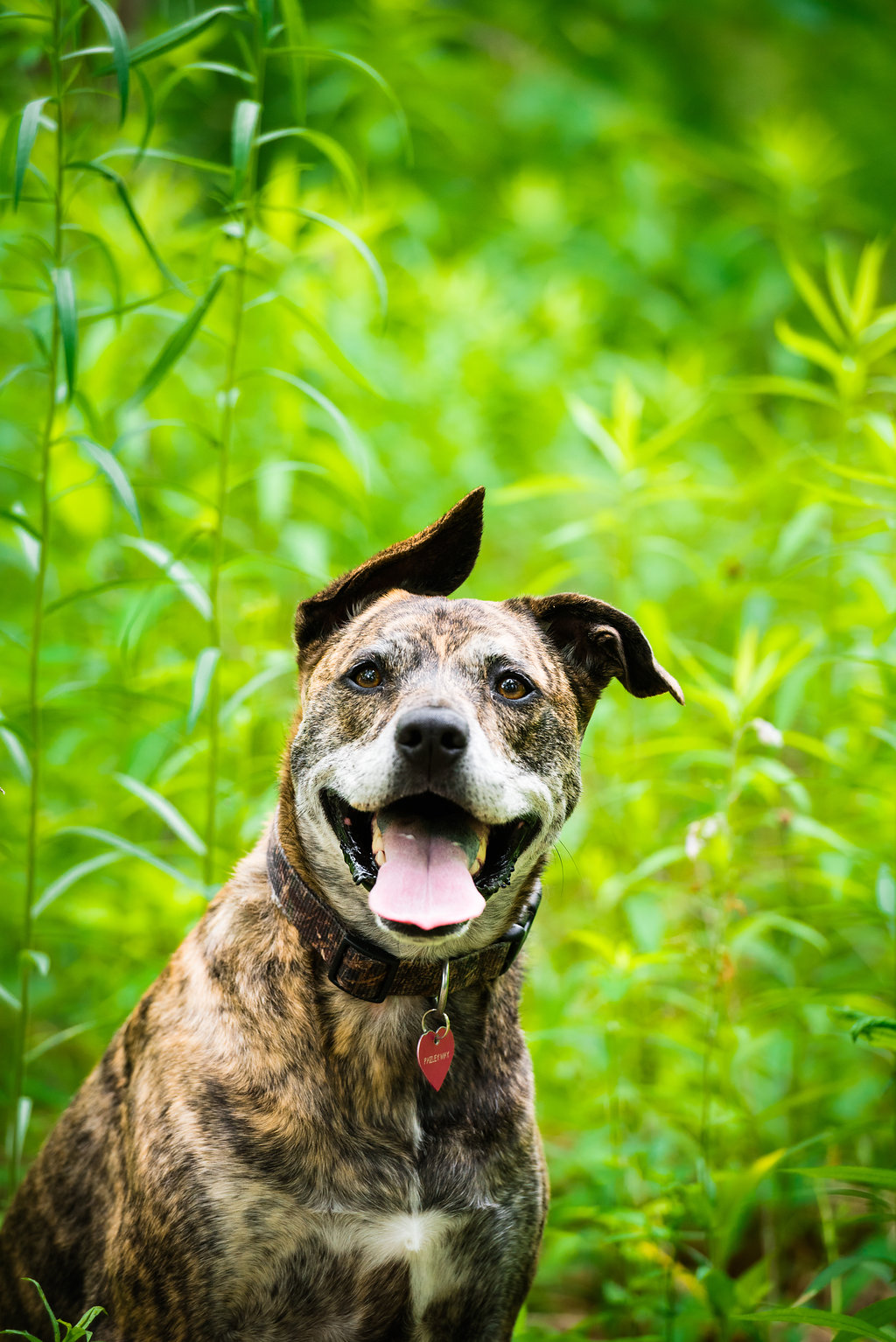 toledo dog photographer