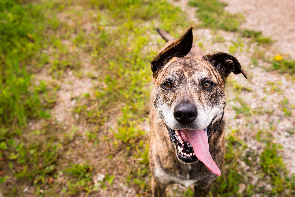 June & Paizley. Toledo Area Pet Photography. Whiteford StoneCo ...