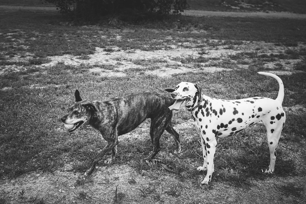 northwest ohio pet photographer