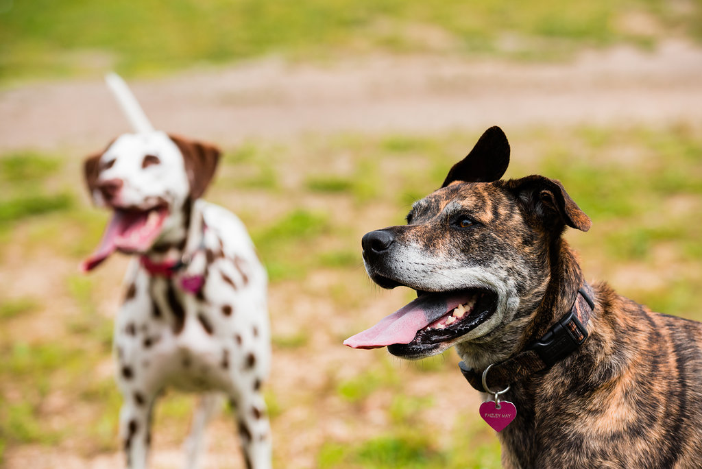 ohio pet photography