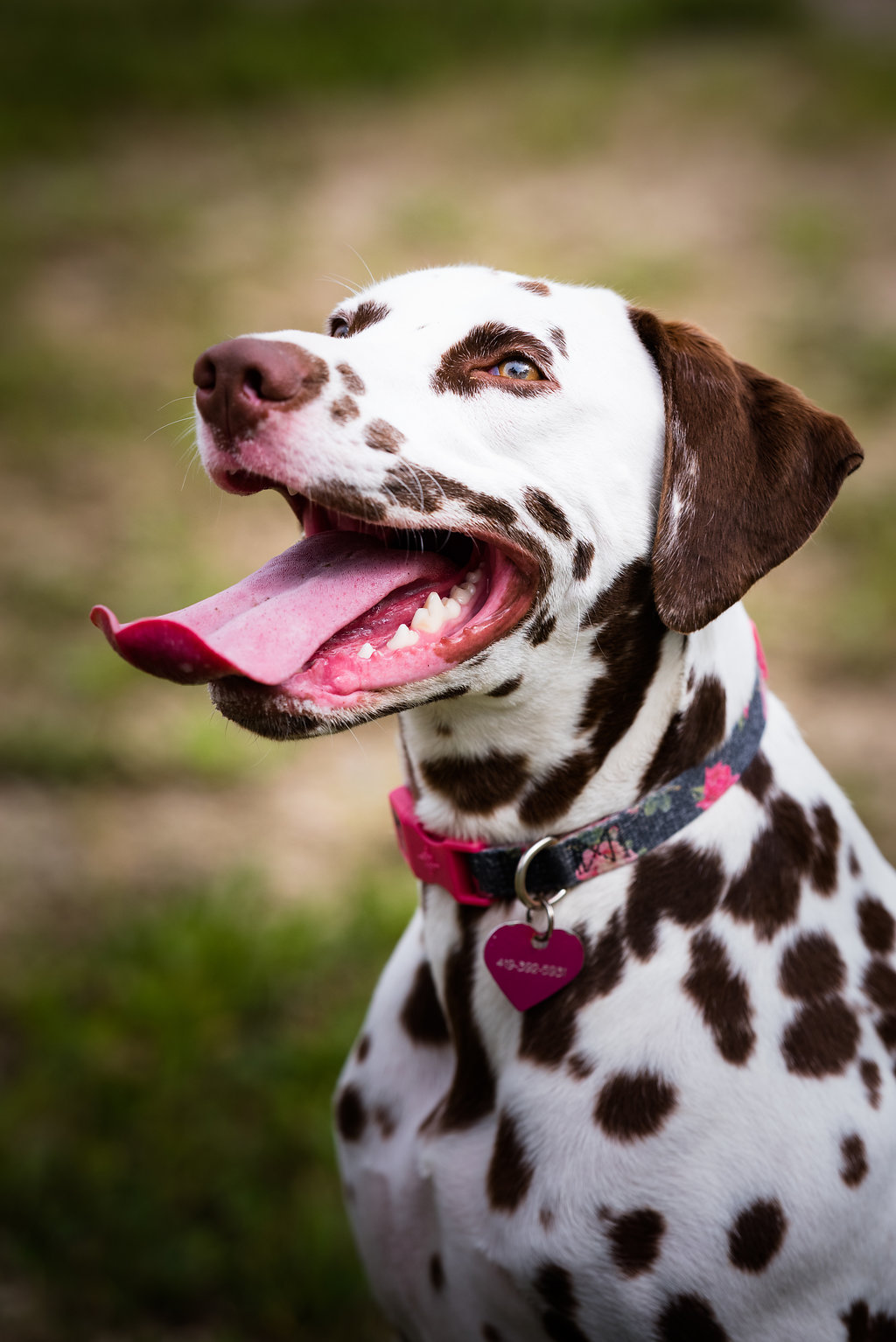 ohio pet photography