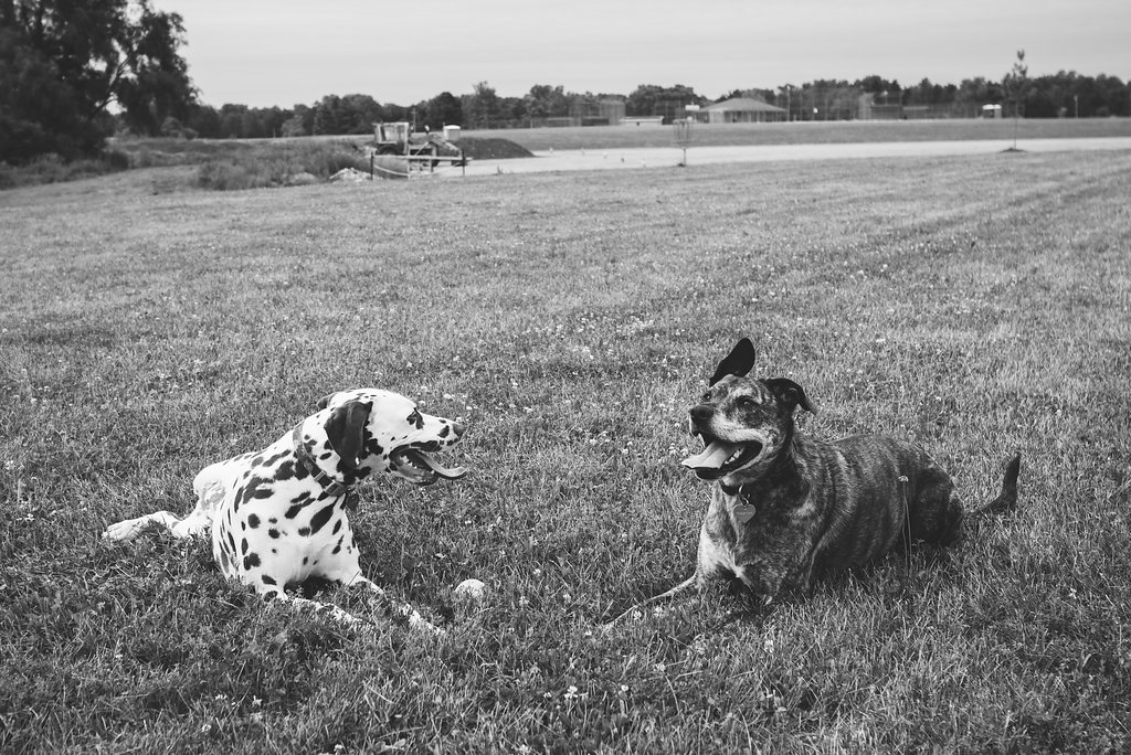 toledo pets