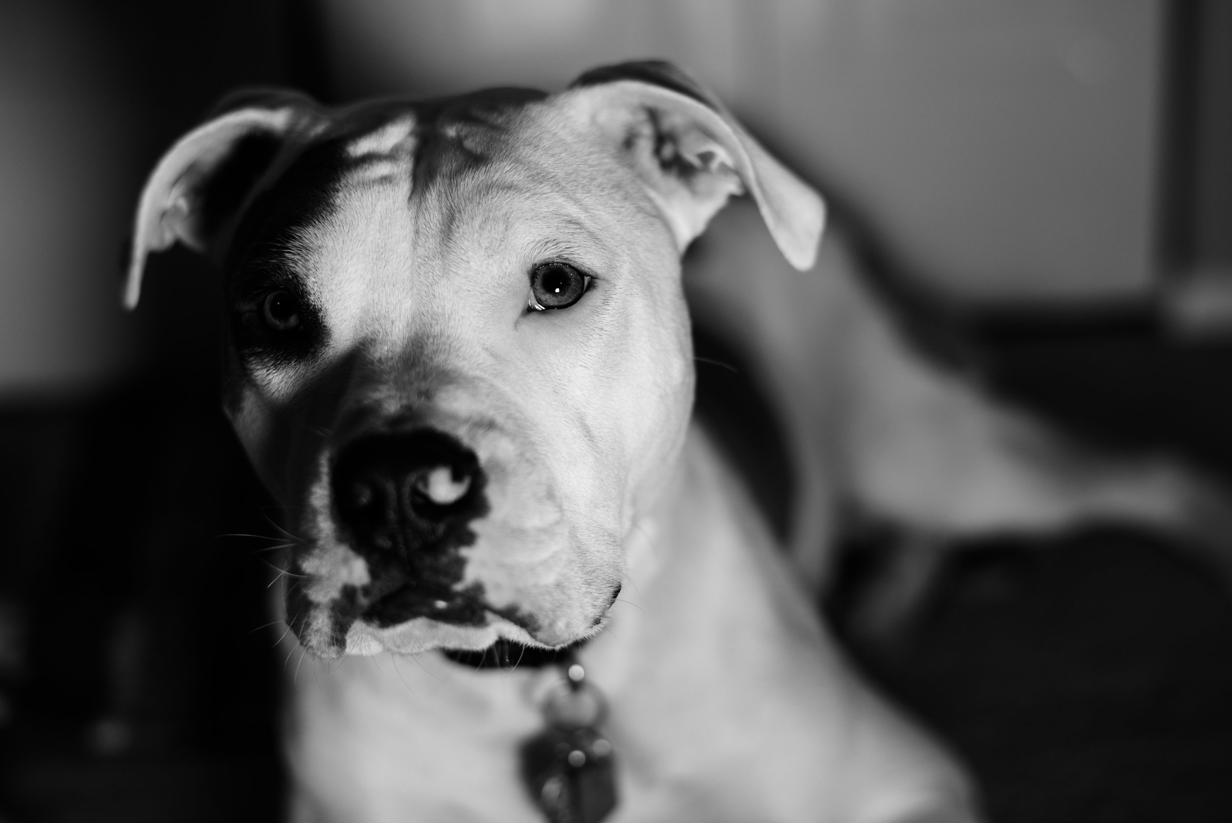 toledo pet photography