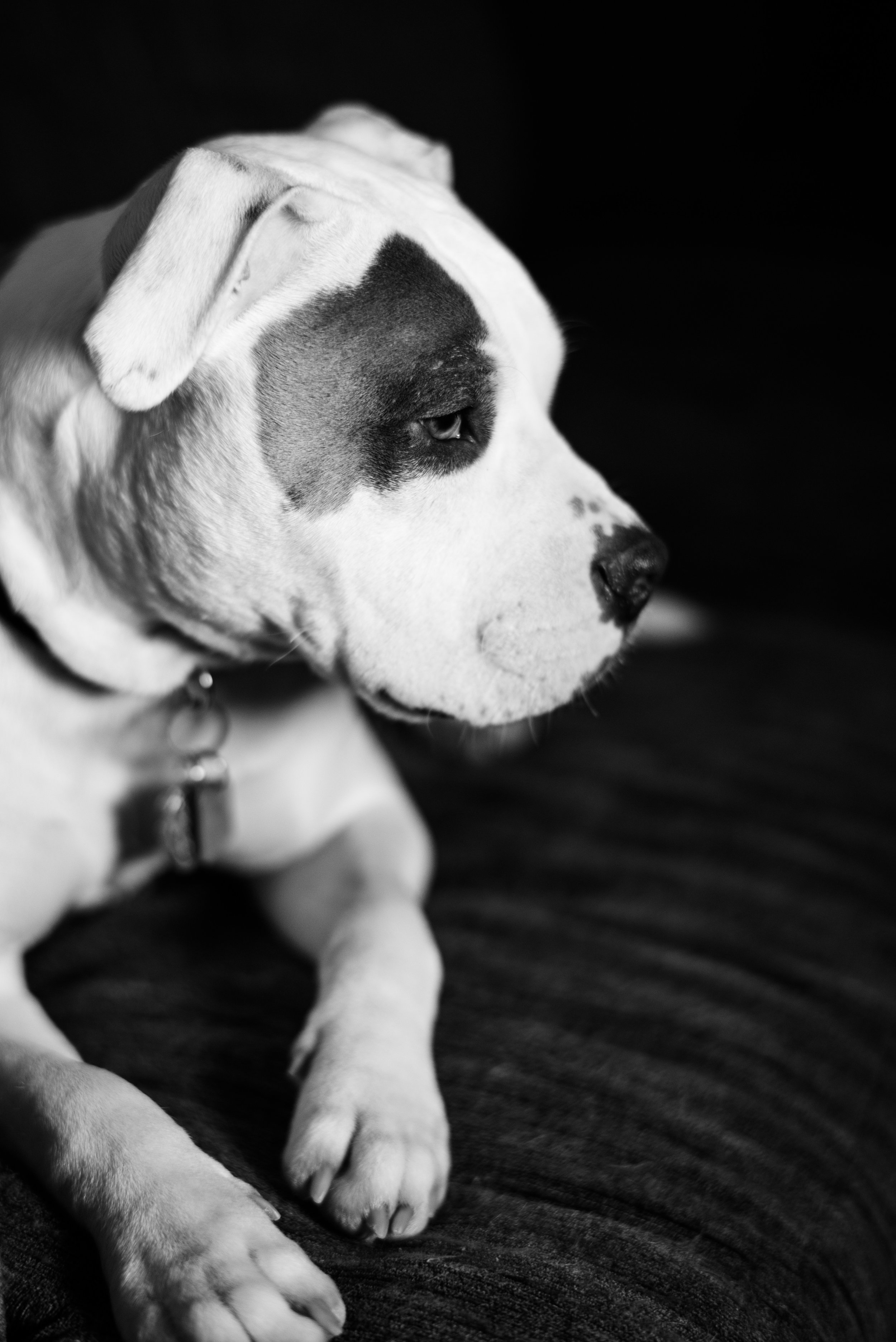 toledo dog portraits