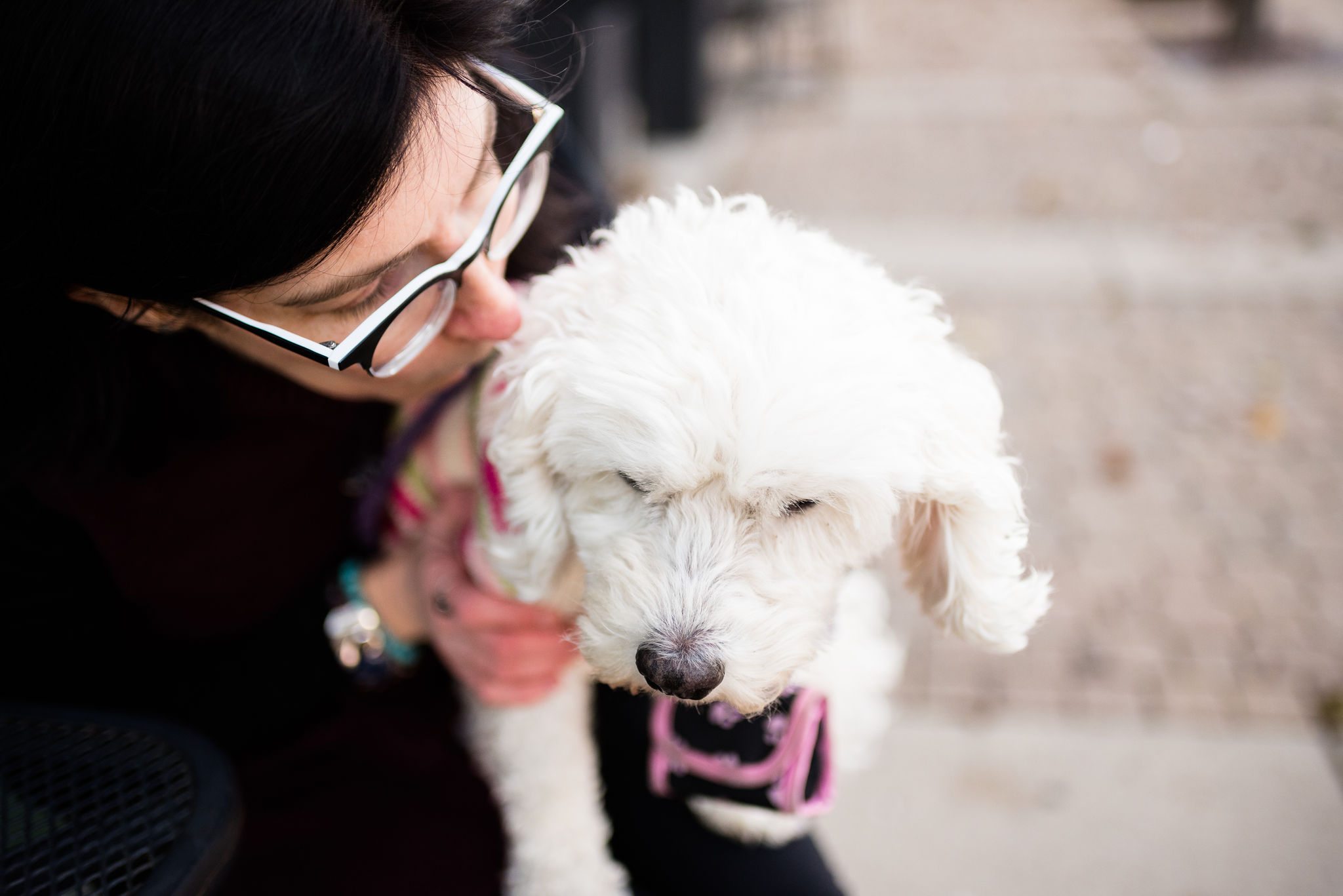 toledo pet portraits