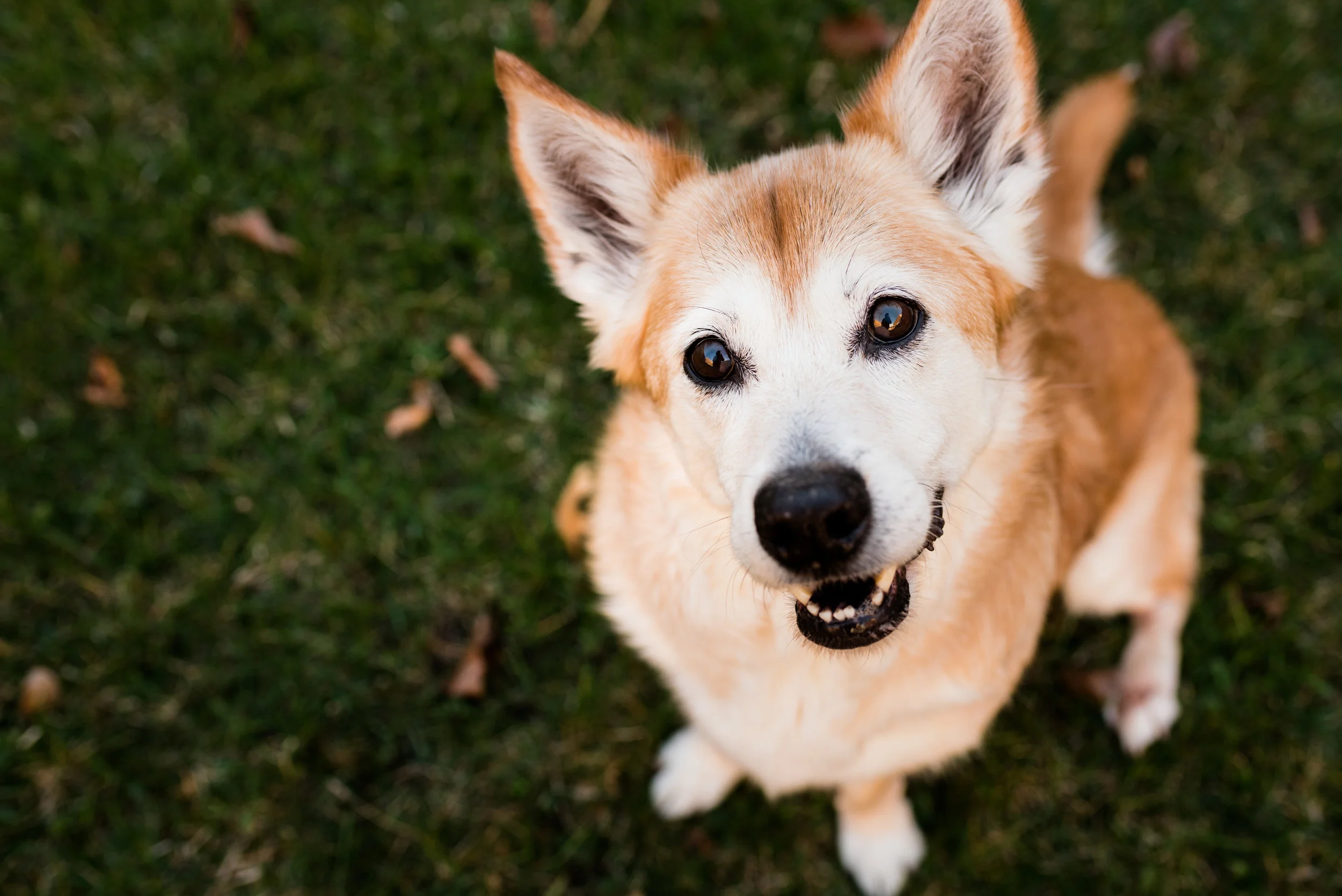 BOWLING GREEN PET PHOTOGRAPHY-29.jpg