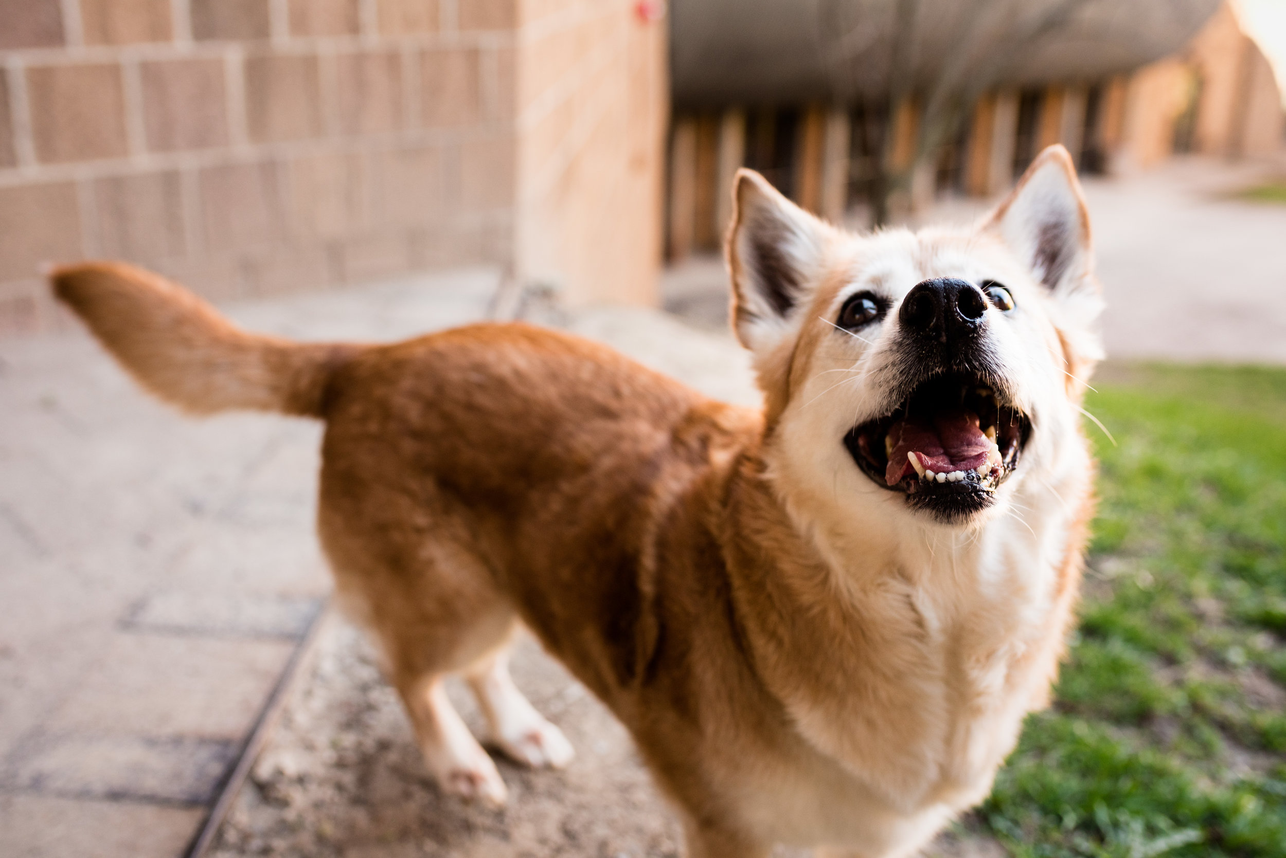 BOWLING GREEN PET PHOTOGRAPHY-34.jpg