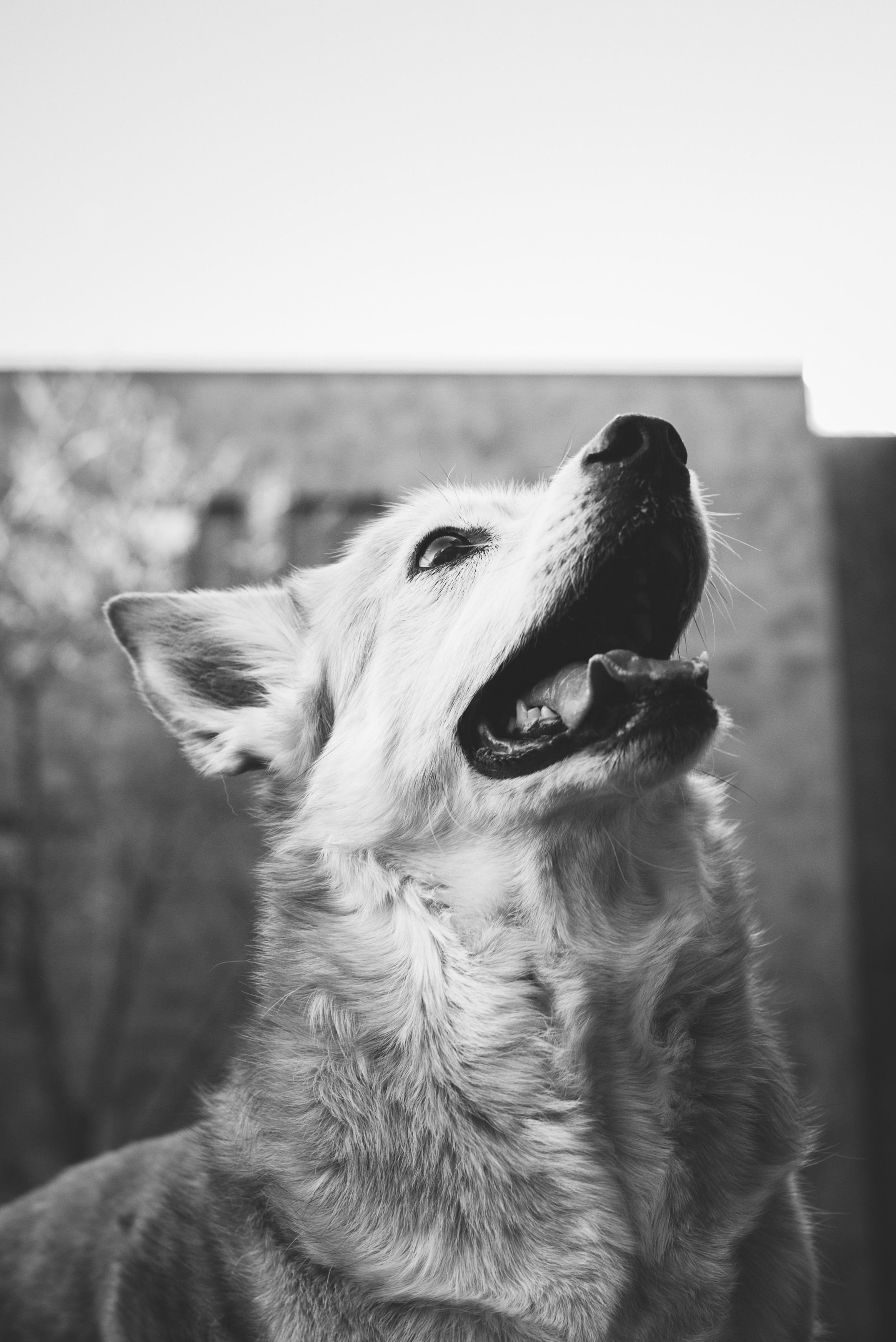 BOWLING GREEN PET PHOTOGRAPHY-36.jpg