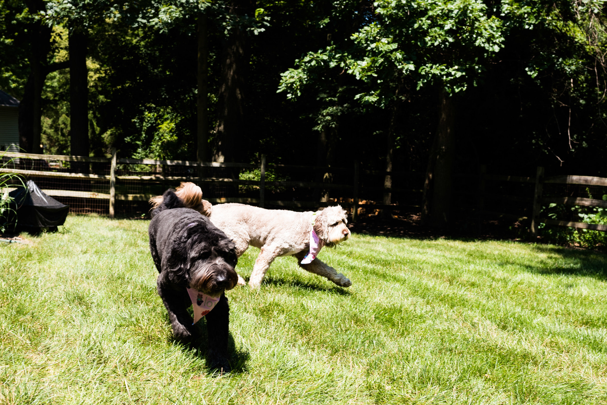 toledo dog photography