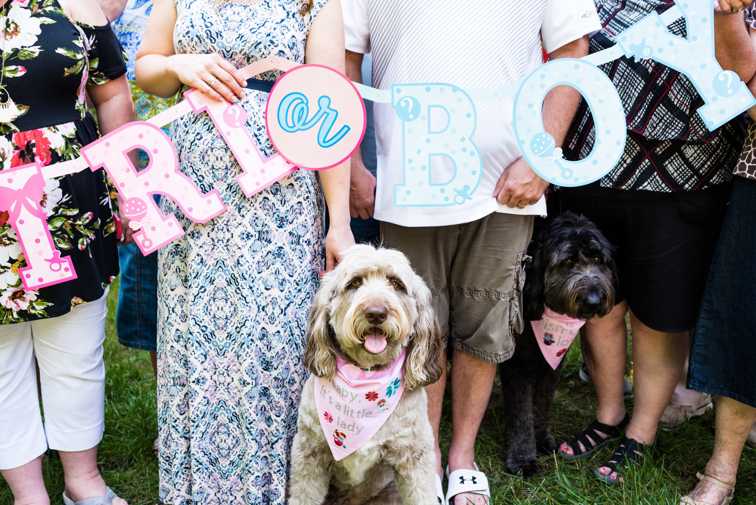dogs reveal baby gender