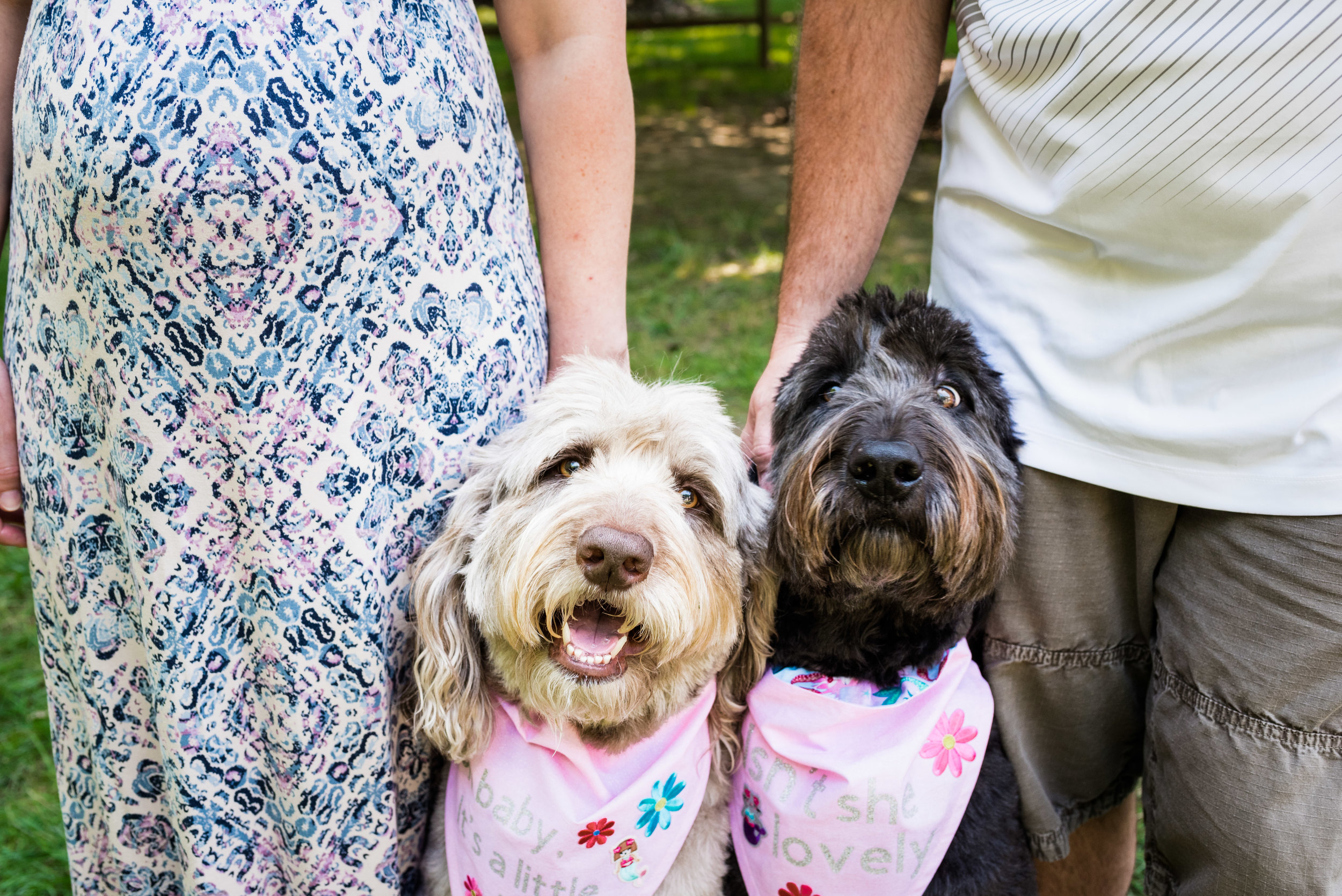 dogs in maternity photos