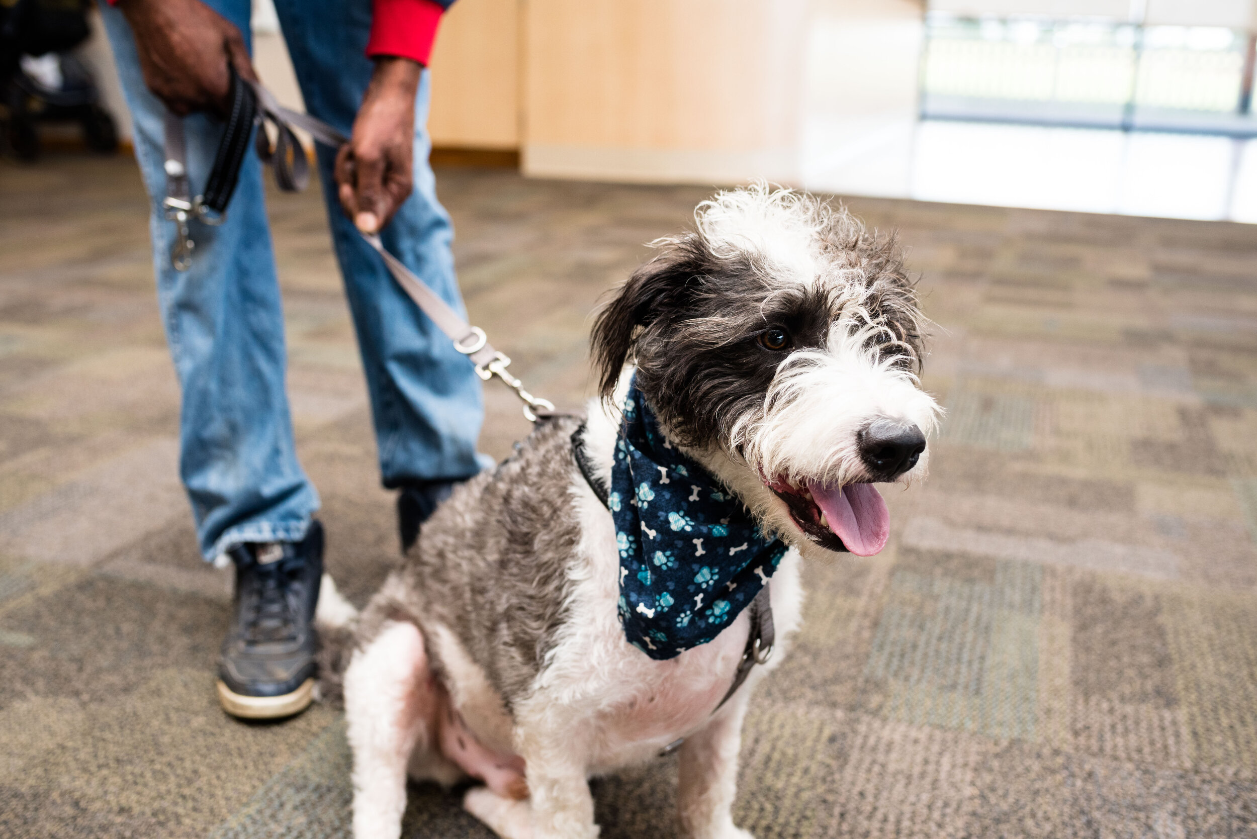 toledo area pet photography pet adoption-17.jpg