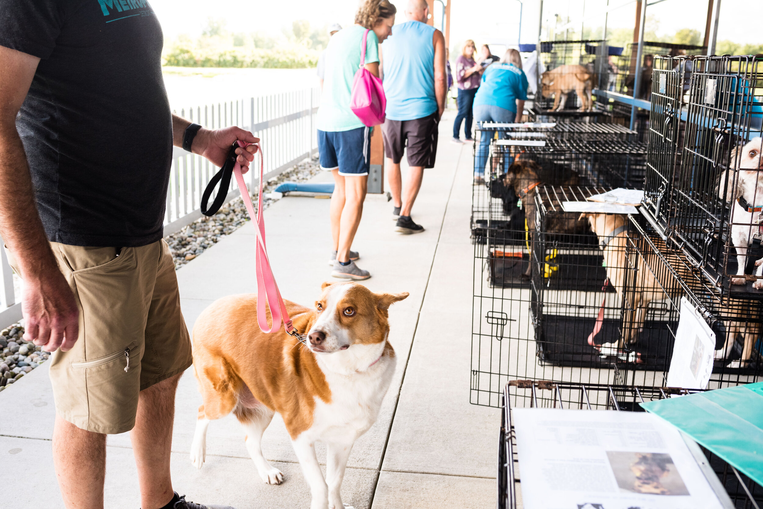 toledo area pet photography pet adoption-26.jpg