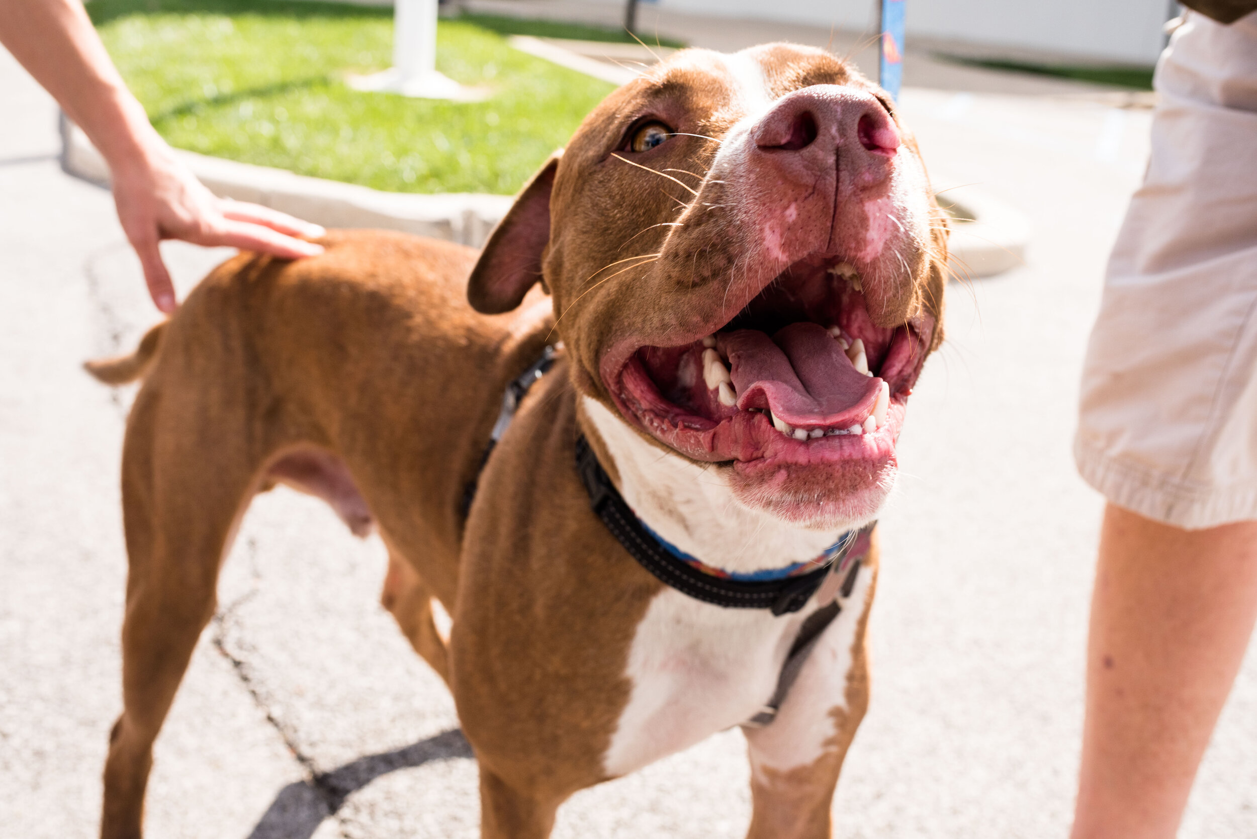 toledo area pet photography pet adoption-40.jpg