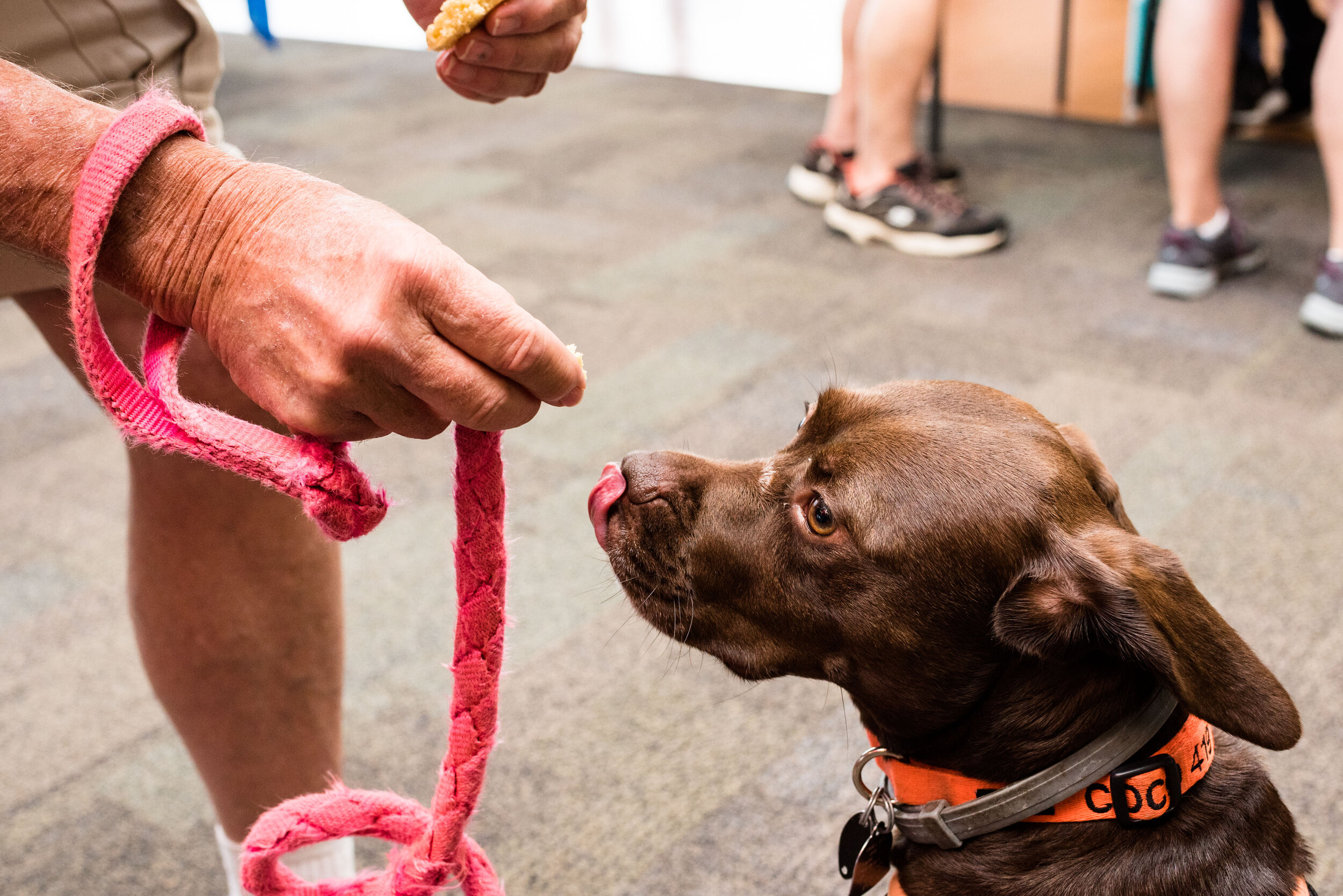 toledo area pet photography pet adoption-49.jpg