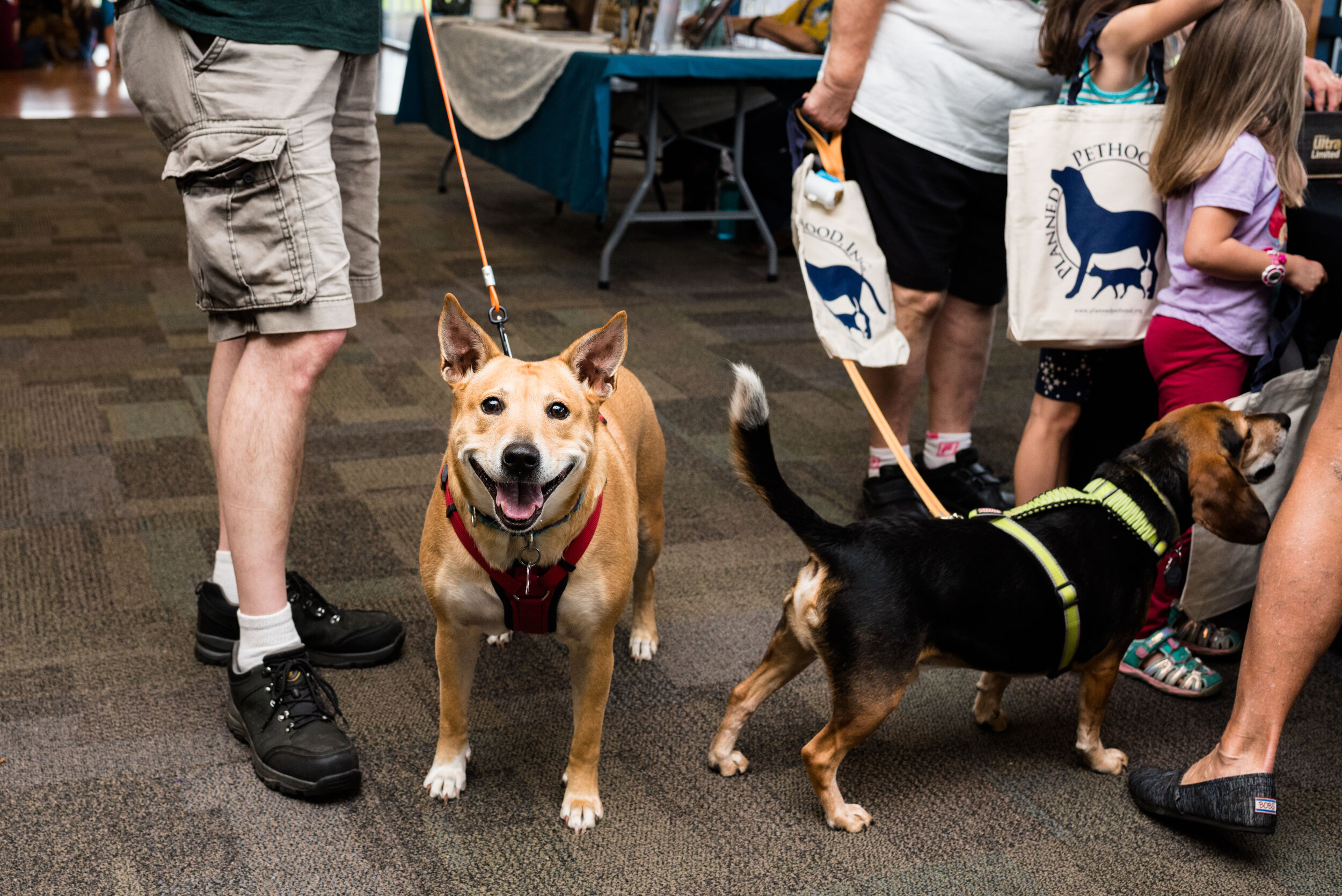 toledo area pet photography pet adoption-53.jpg