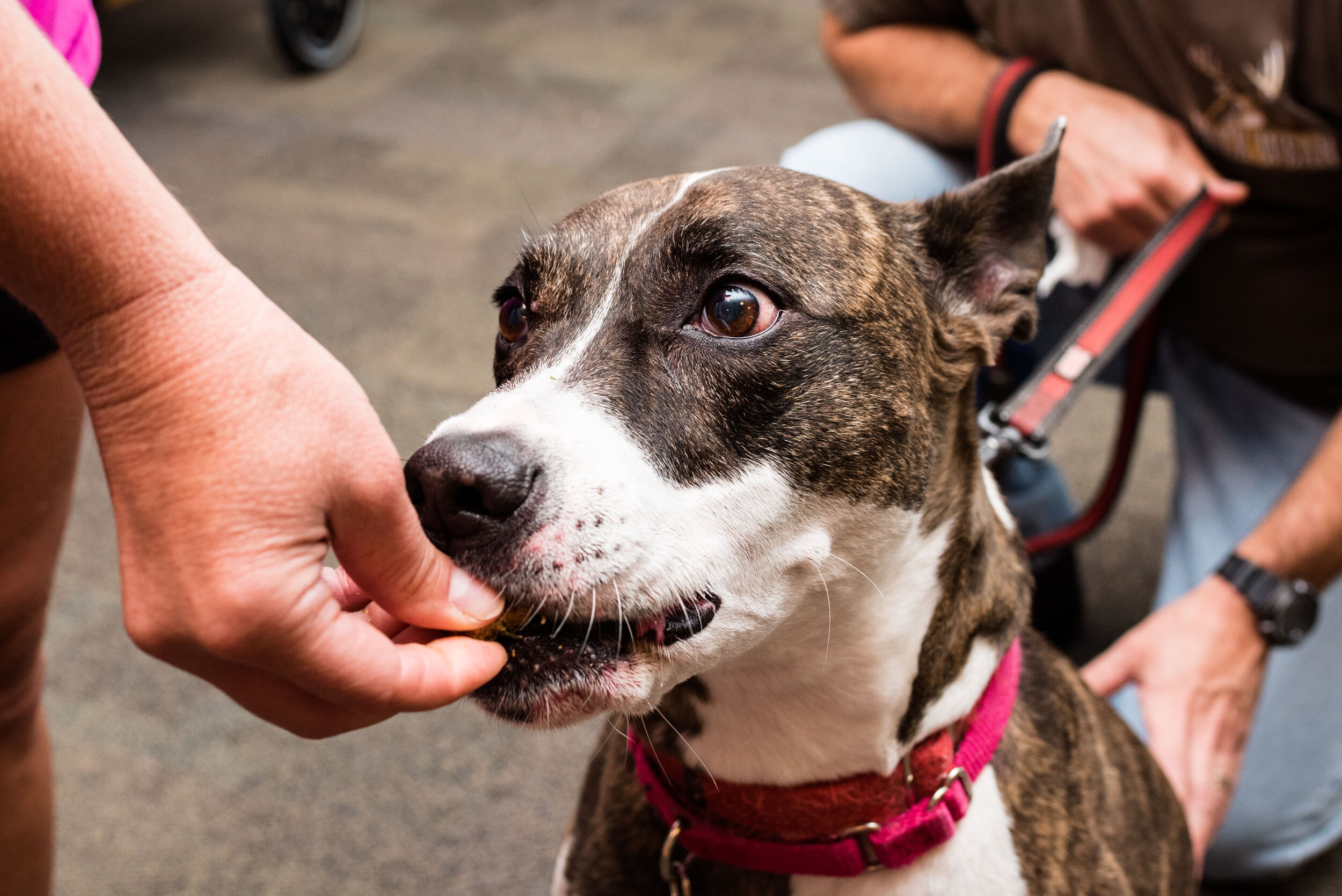 toledo area pet photography pet adoption-56.jpg