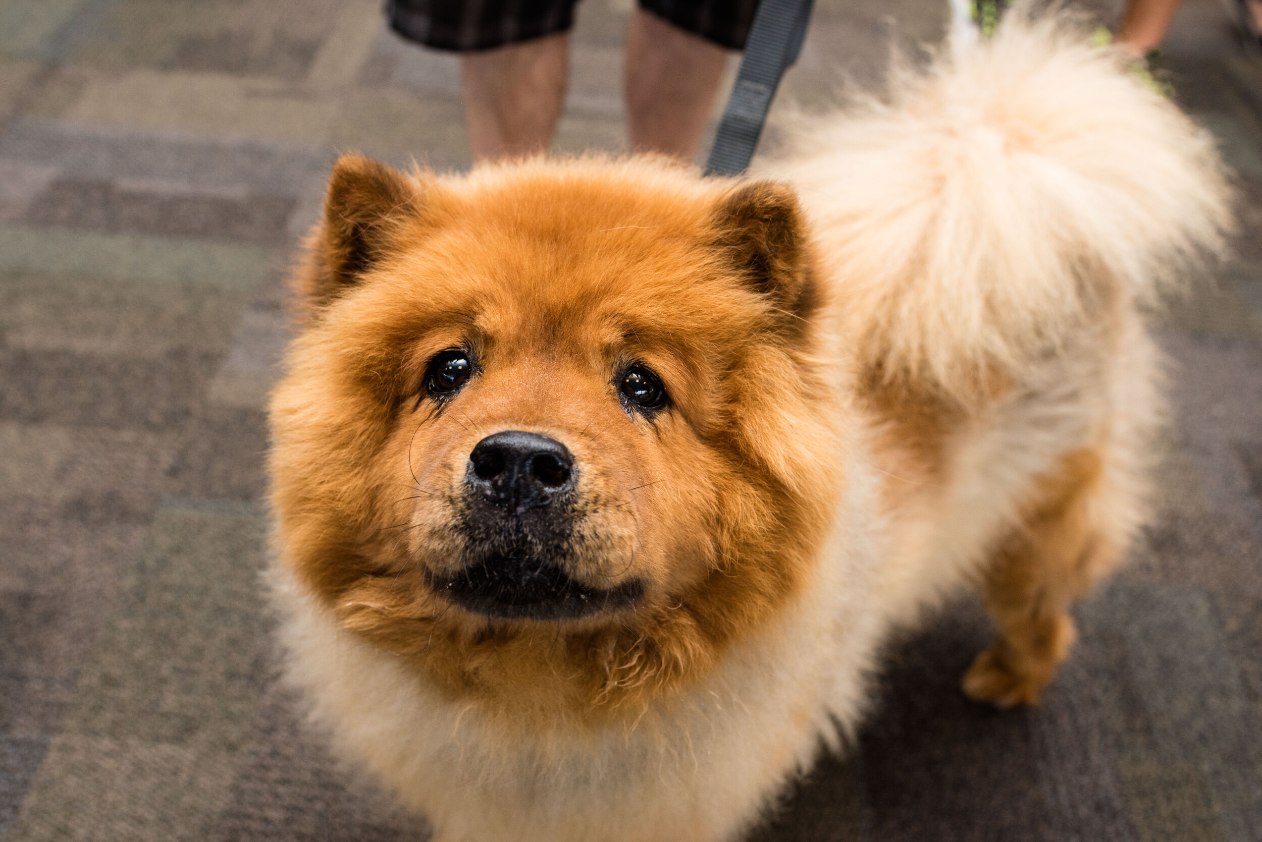 toledo area pet photography pet adoption-61.jpg