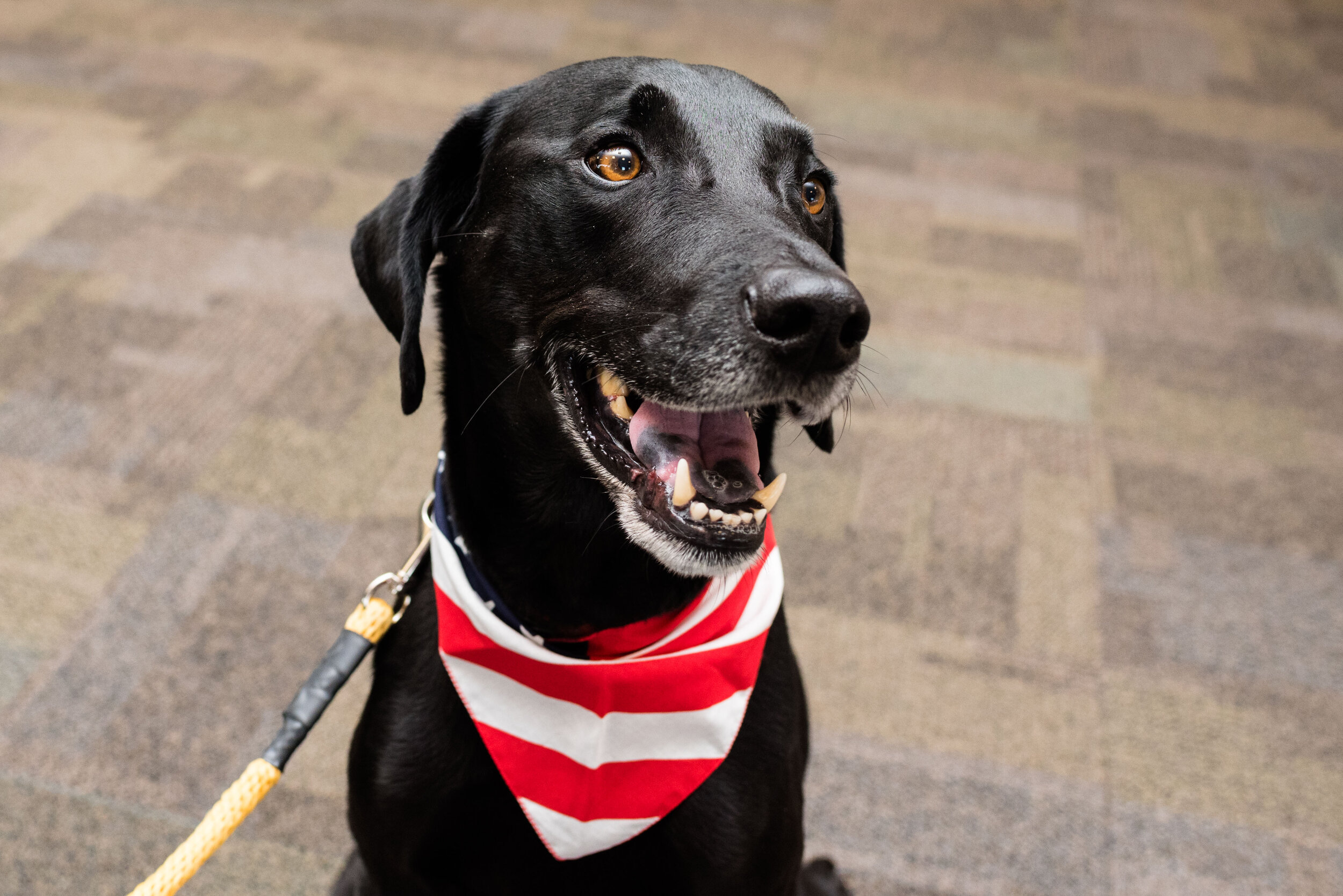 toledo area pet photography pet adoption-63.jpg