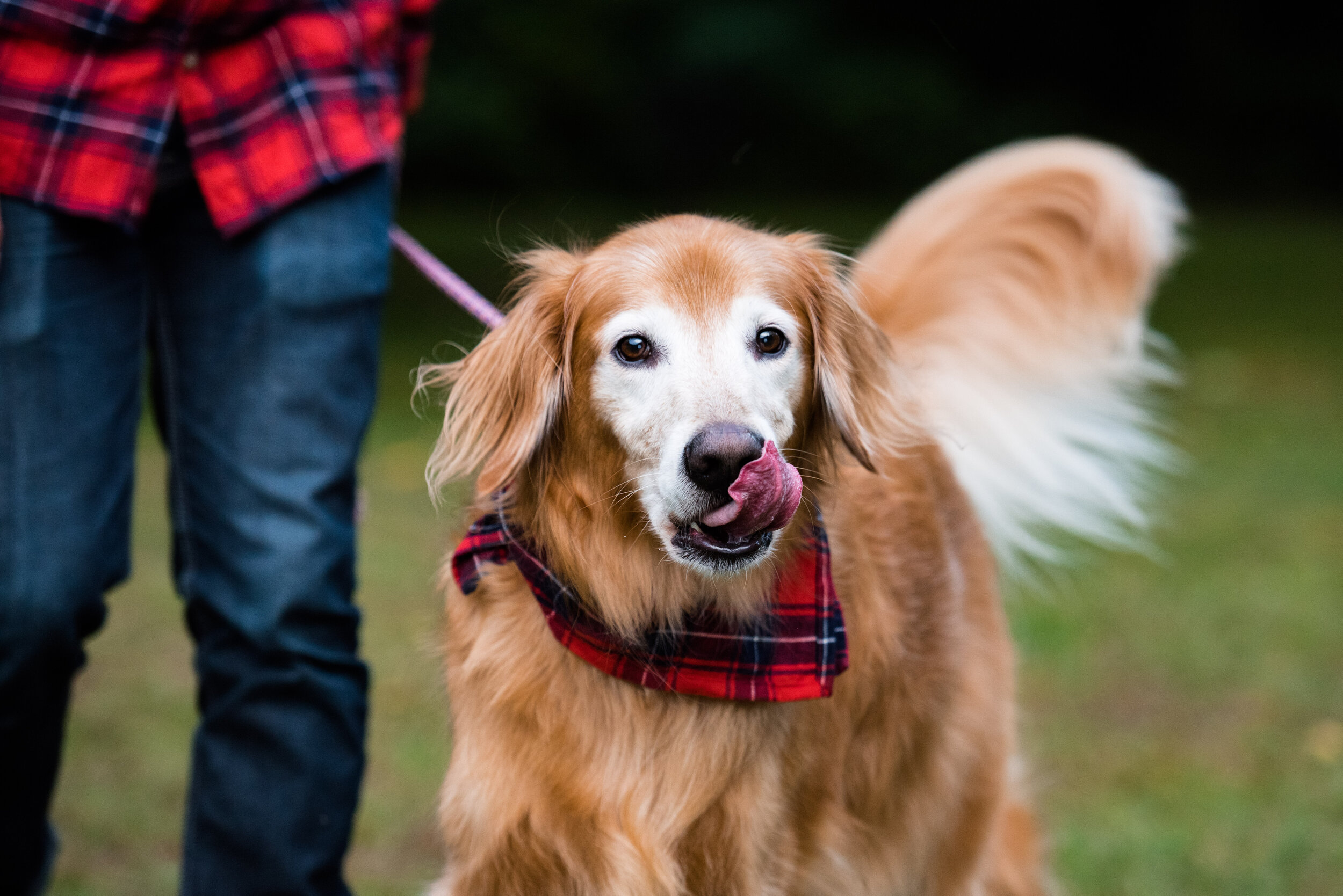 ohio pet portraits