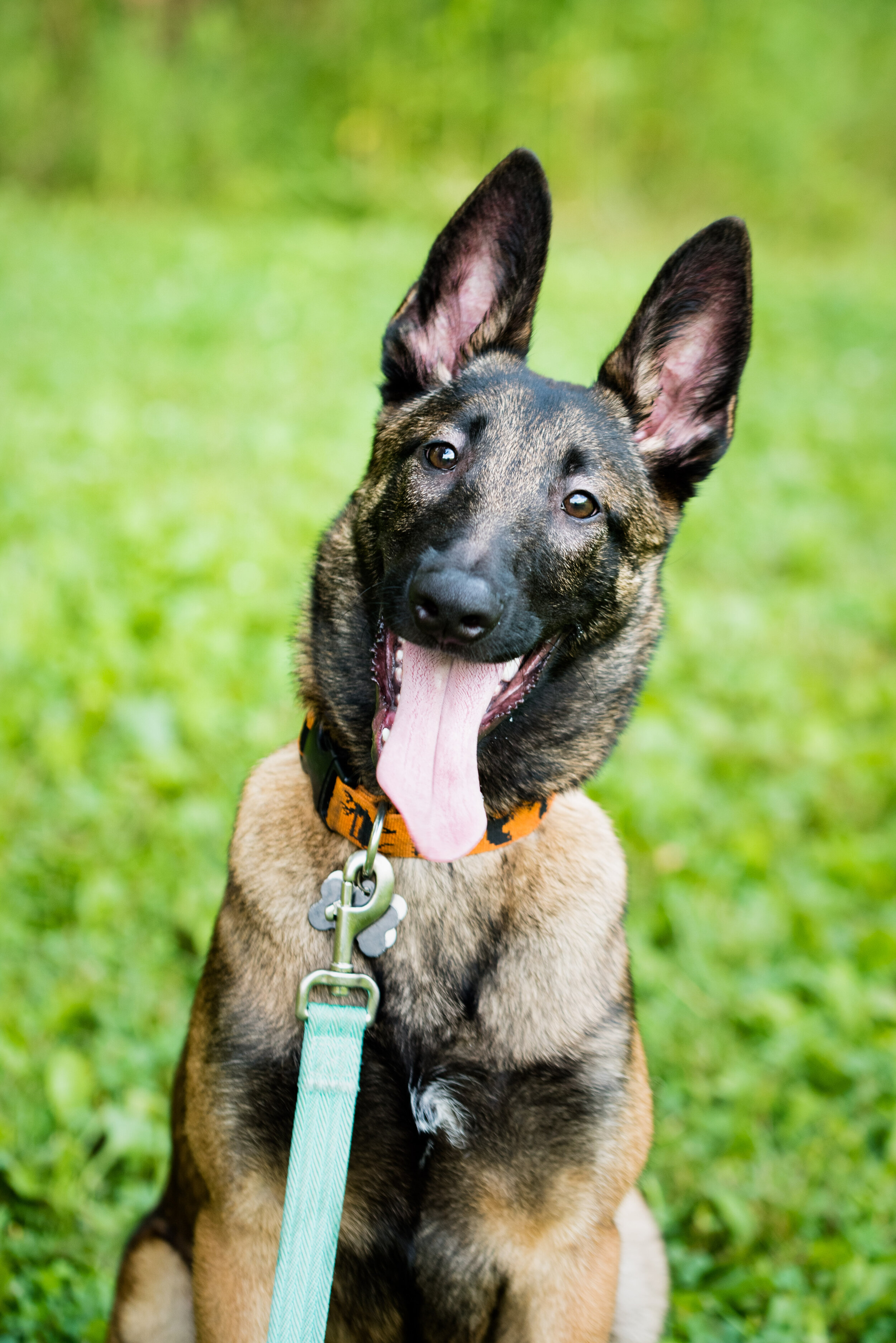 Fostering Rescue Dogs In Toledo. An Interview With Volunteer LeeAnn