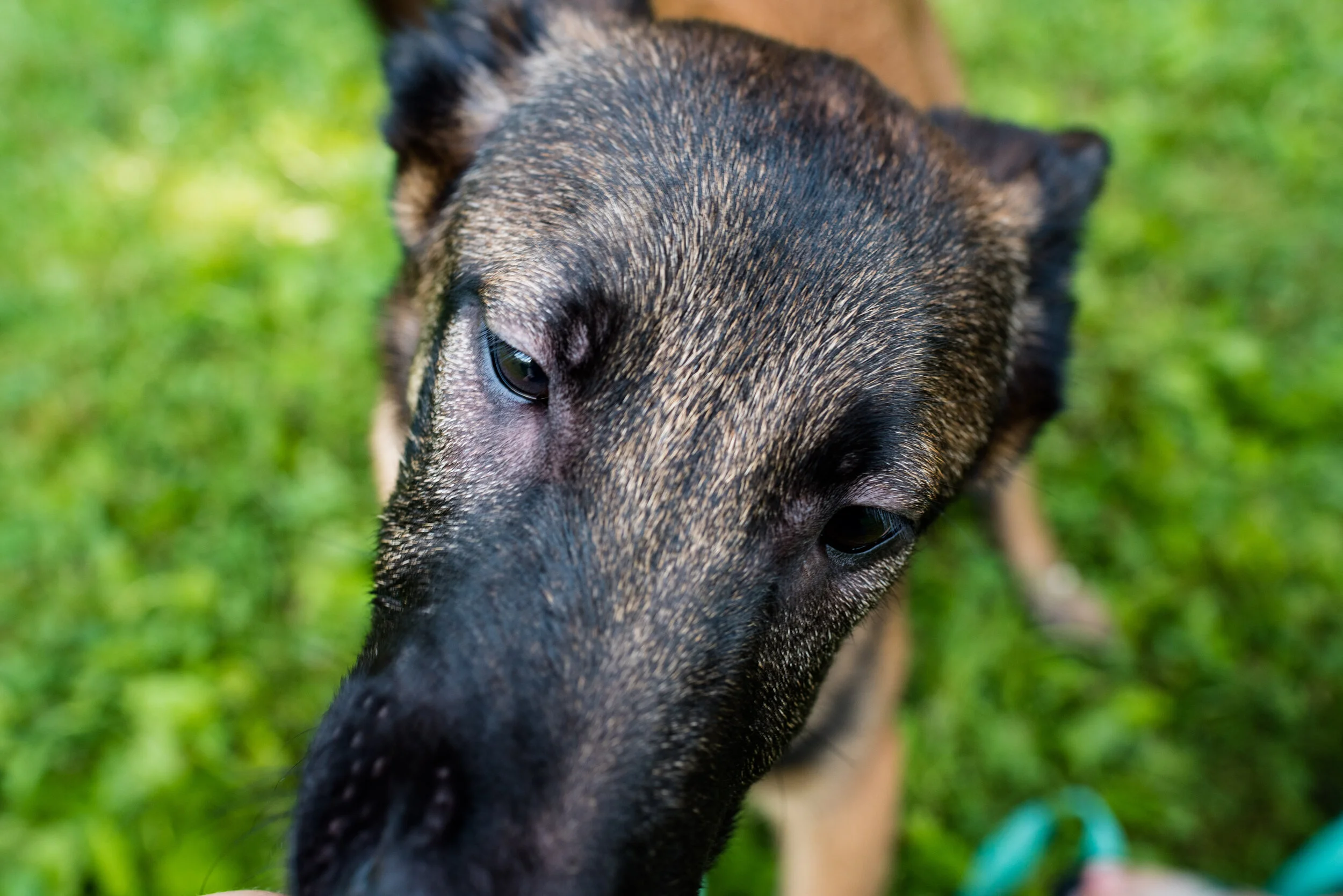 Fostering Rescue Dogs In Toledo. An Interview With Volunteer LeeAnn