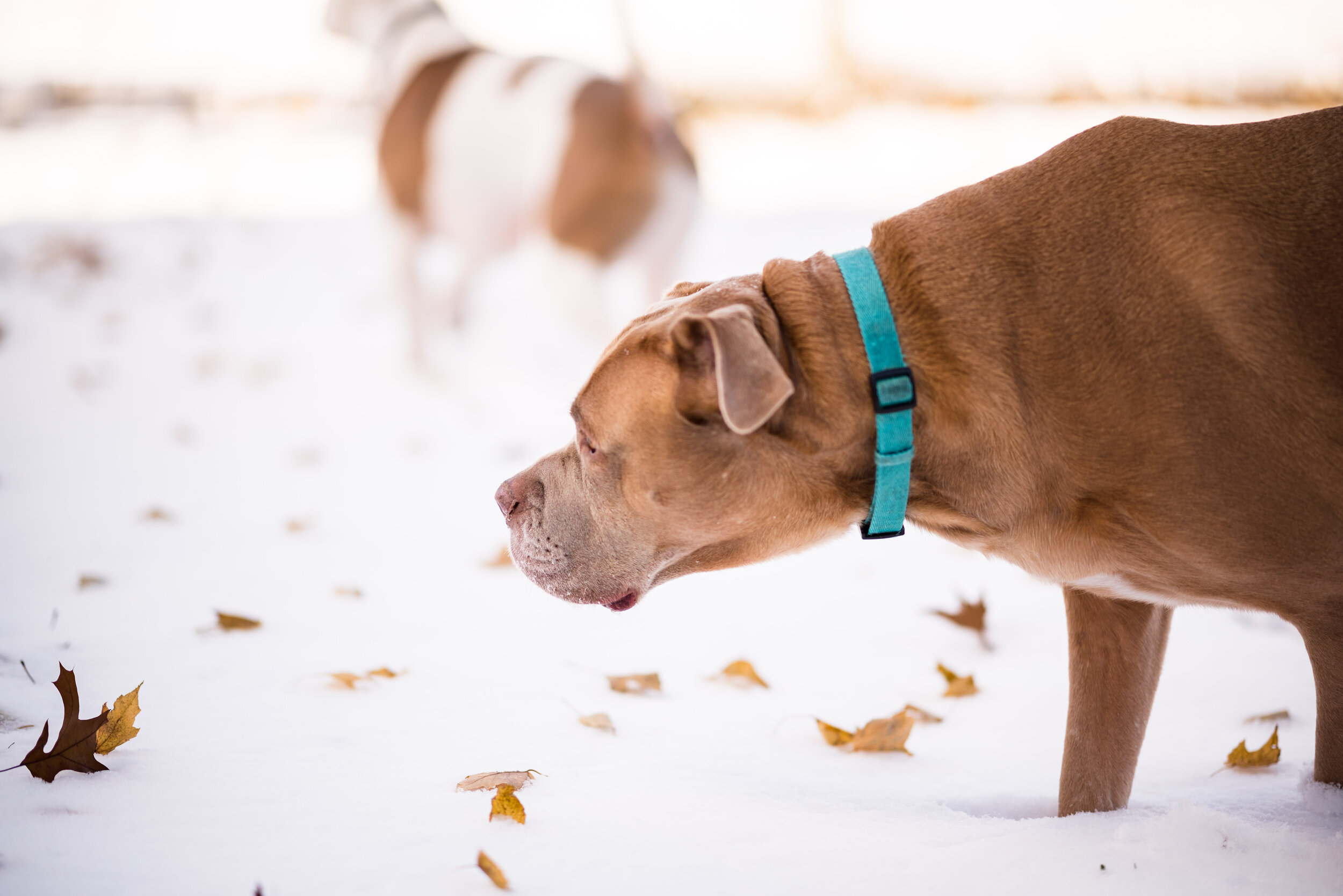 dog photos in the snow-2.jpg