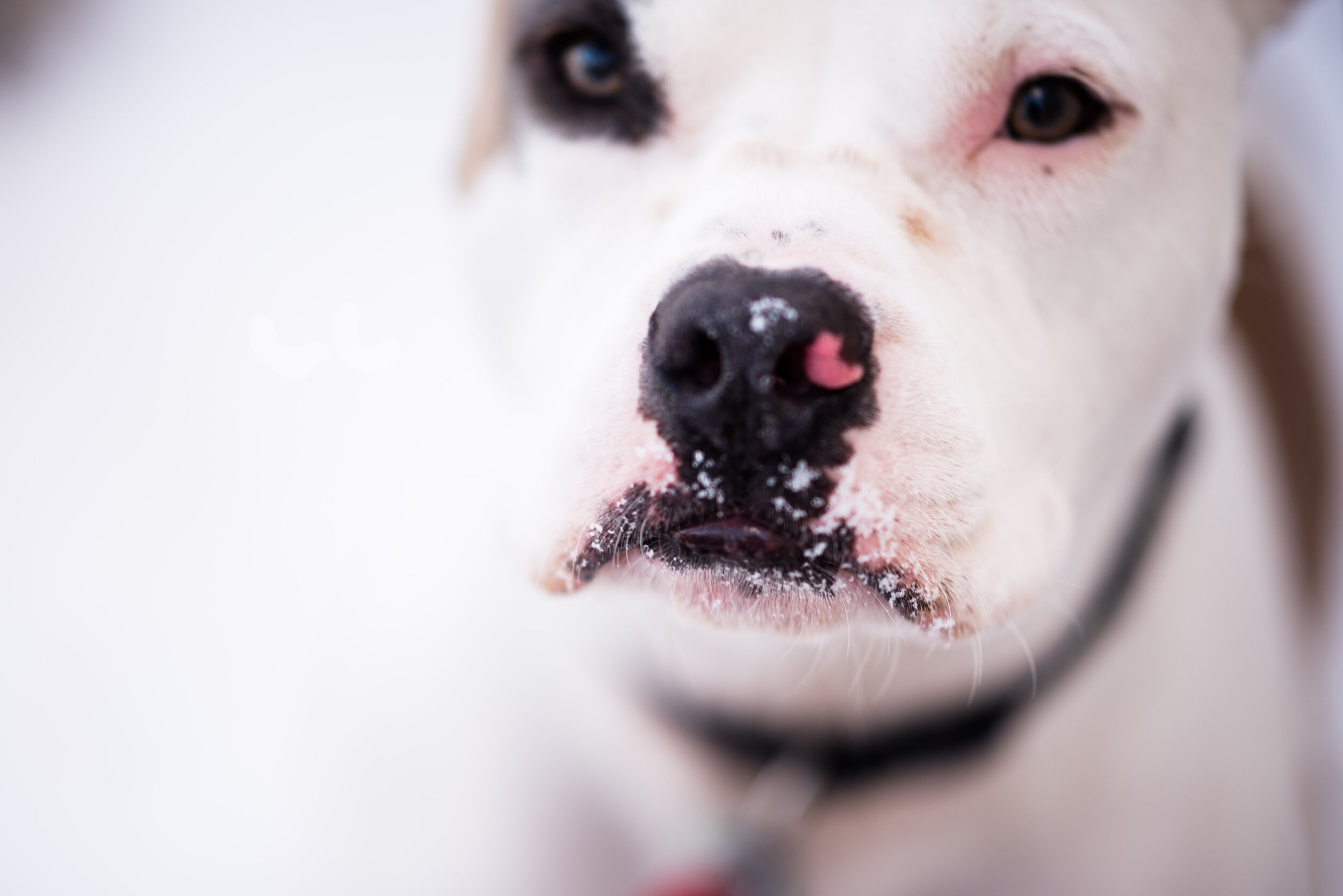 dog photos in the snow-11.jpg