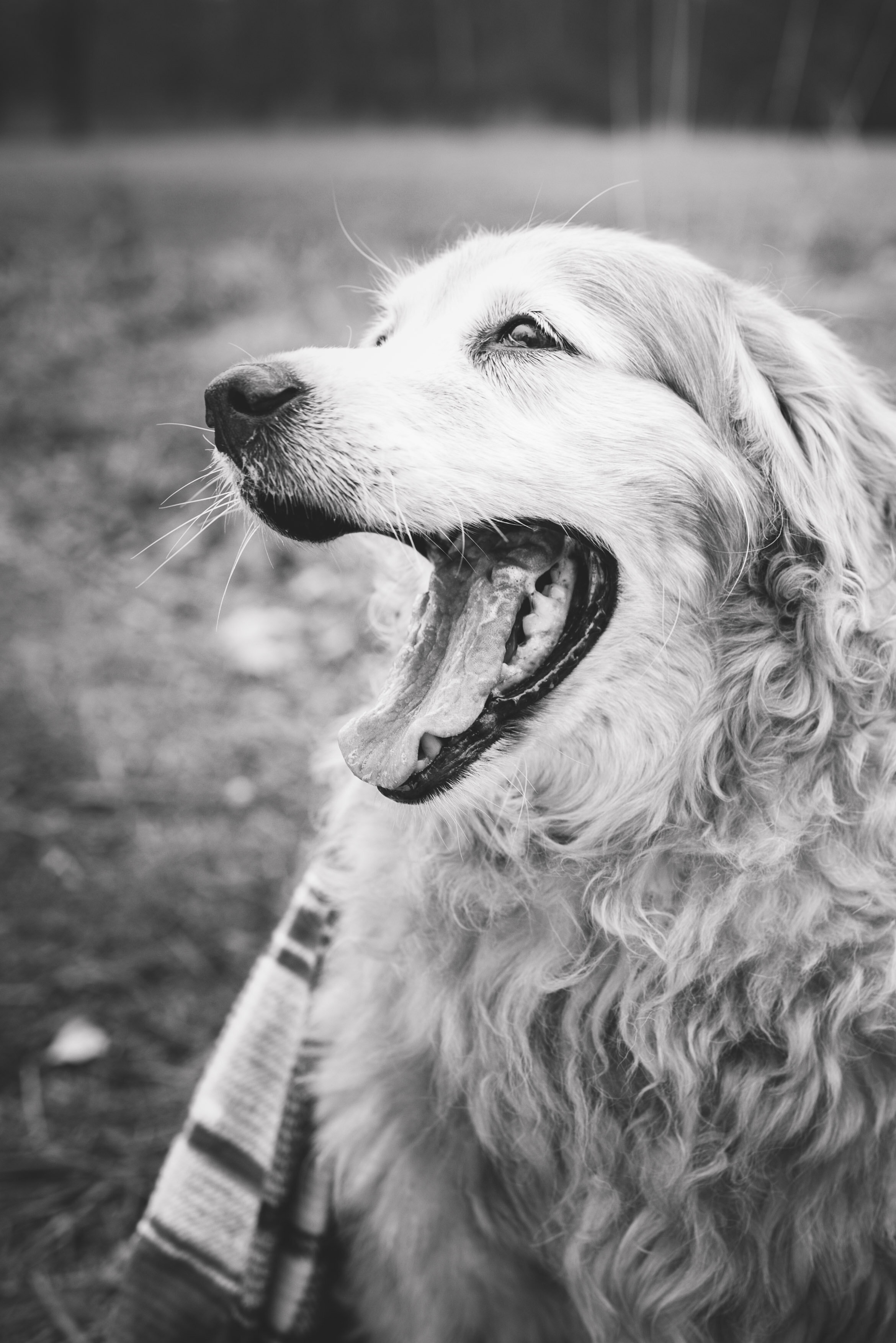 toledo golden retriever 