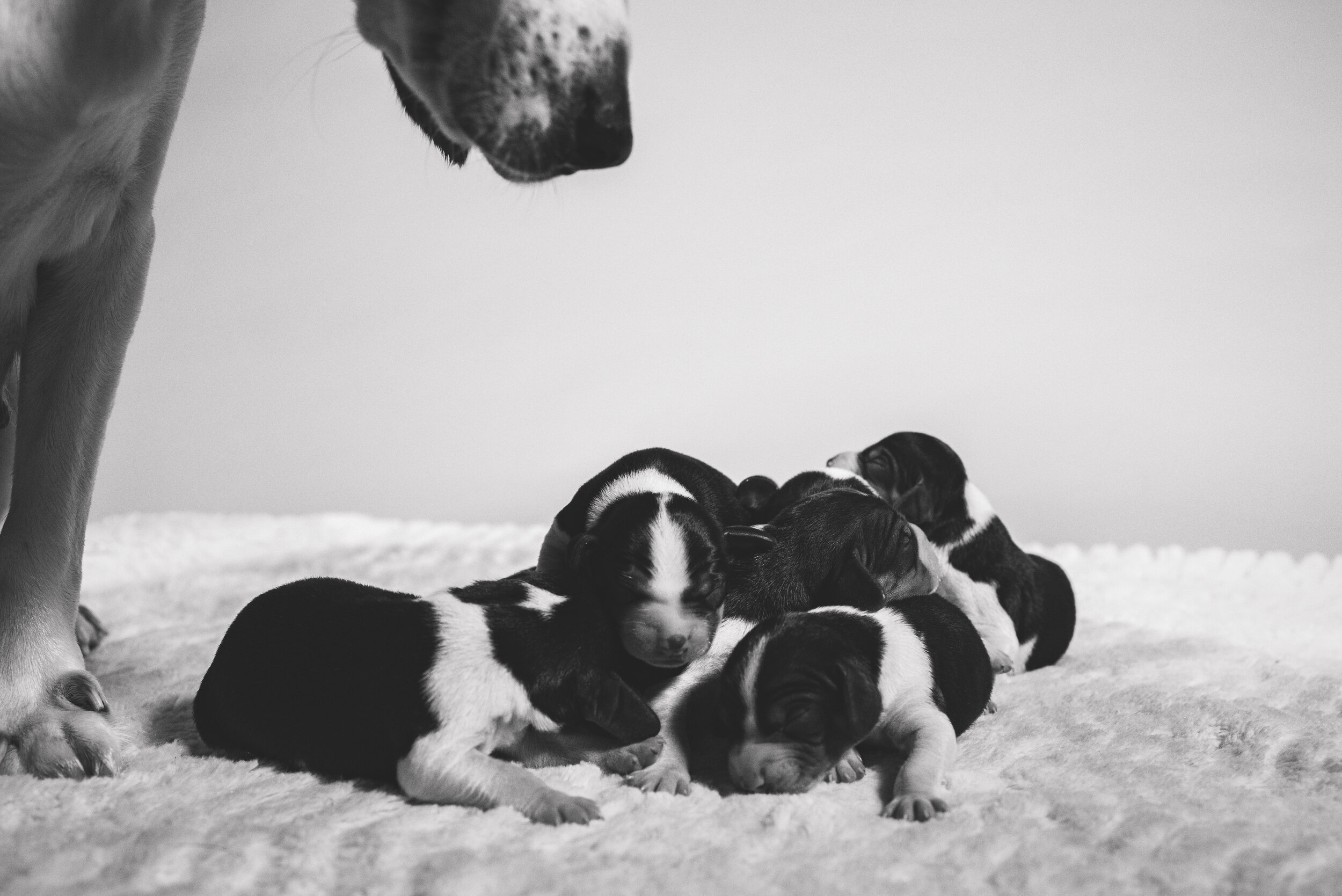 beagle puppies-75.jpg
