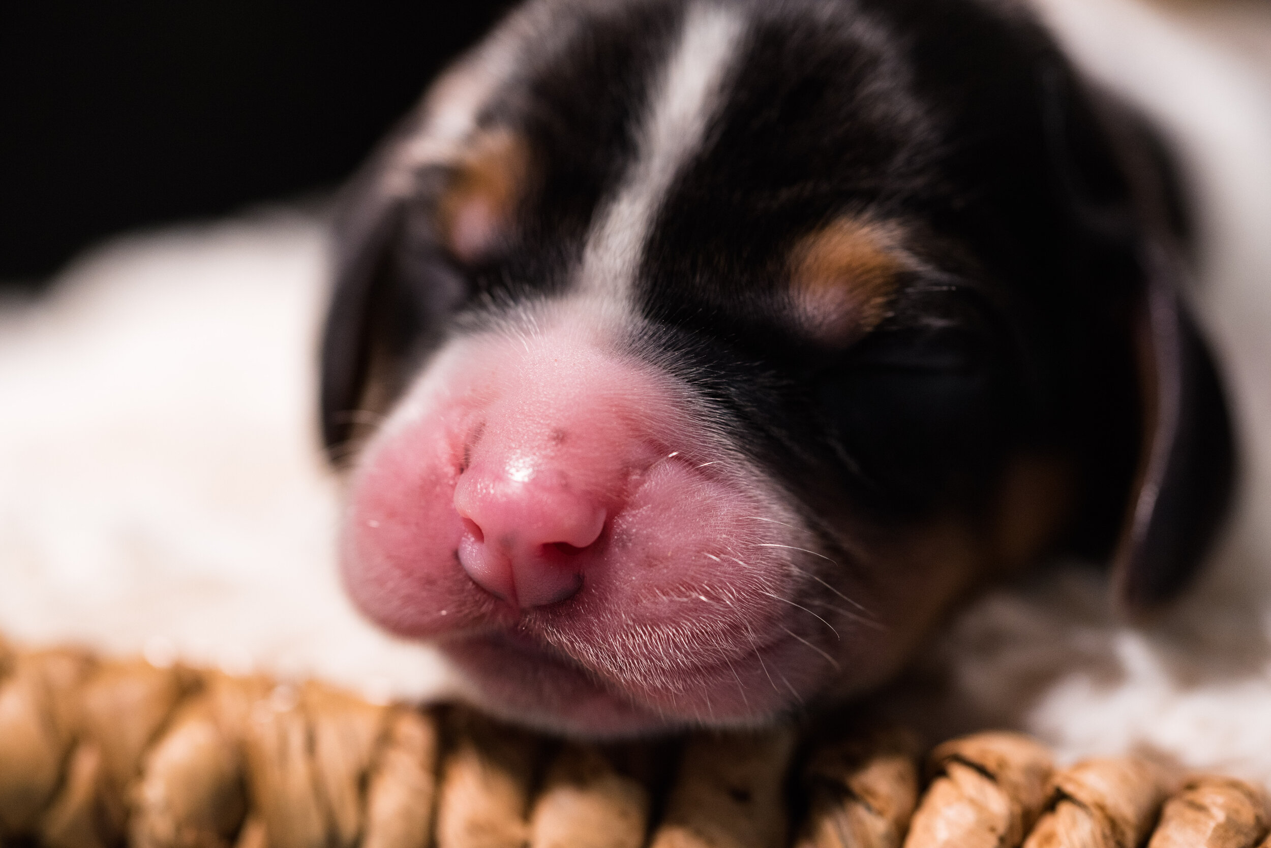 beagle puppies-32.jpg