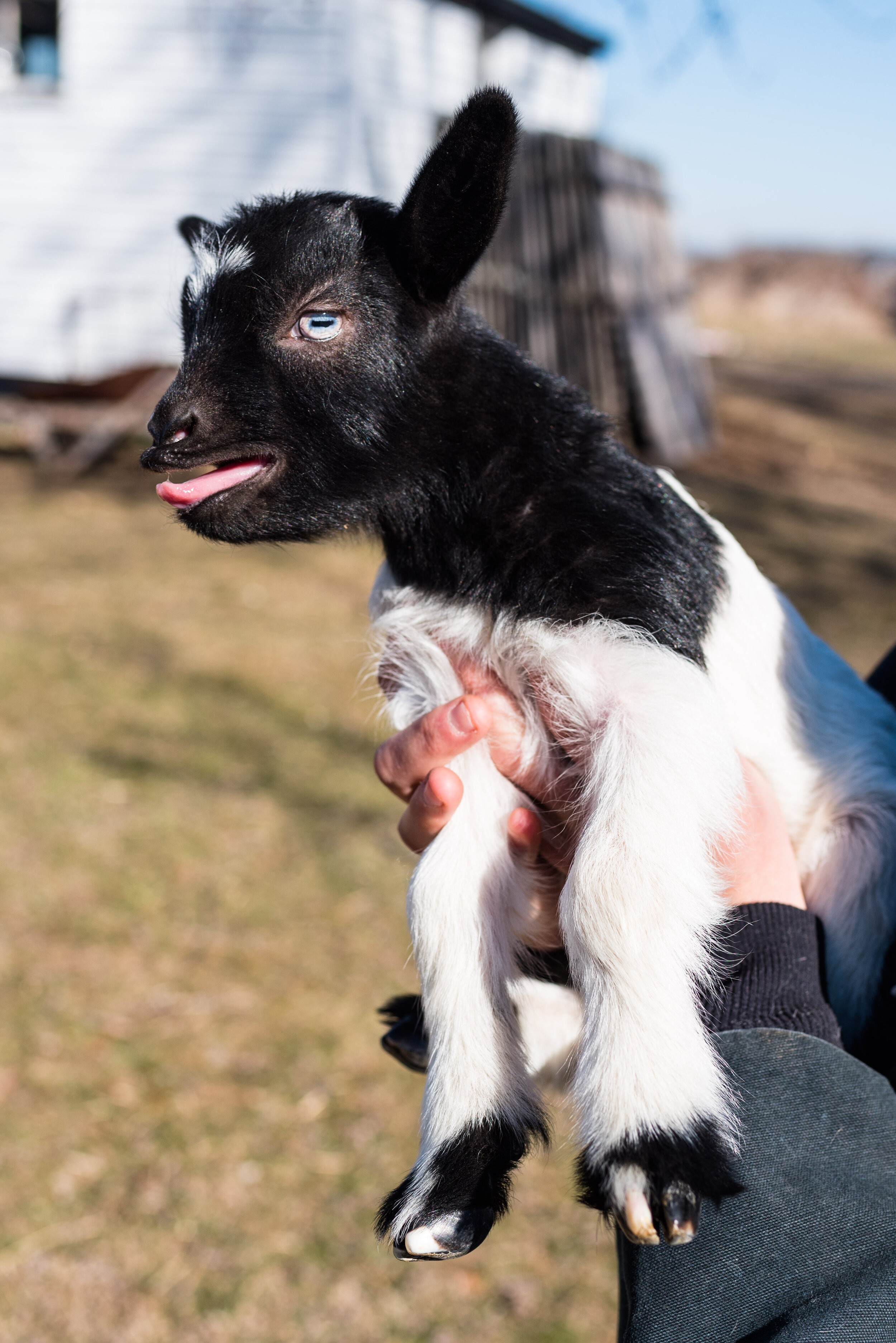 ohio farm photography 