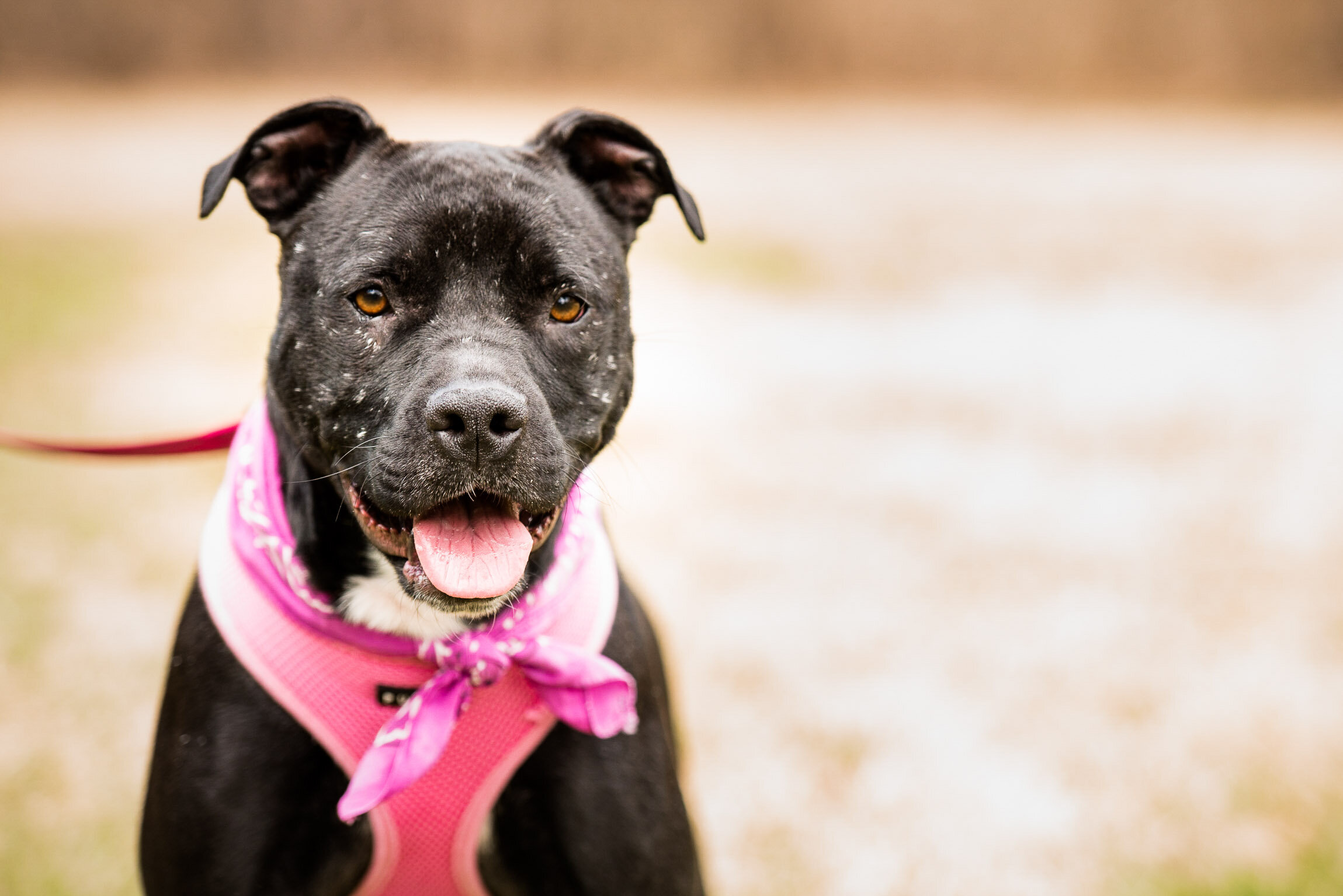 toledo pet photography