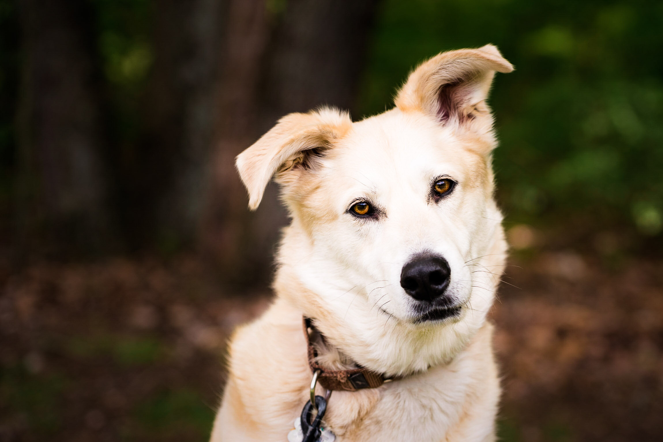 toledo pet photographer