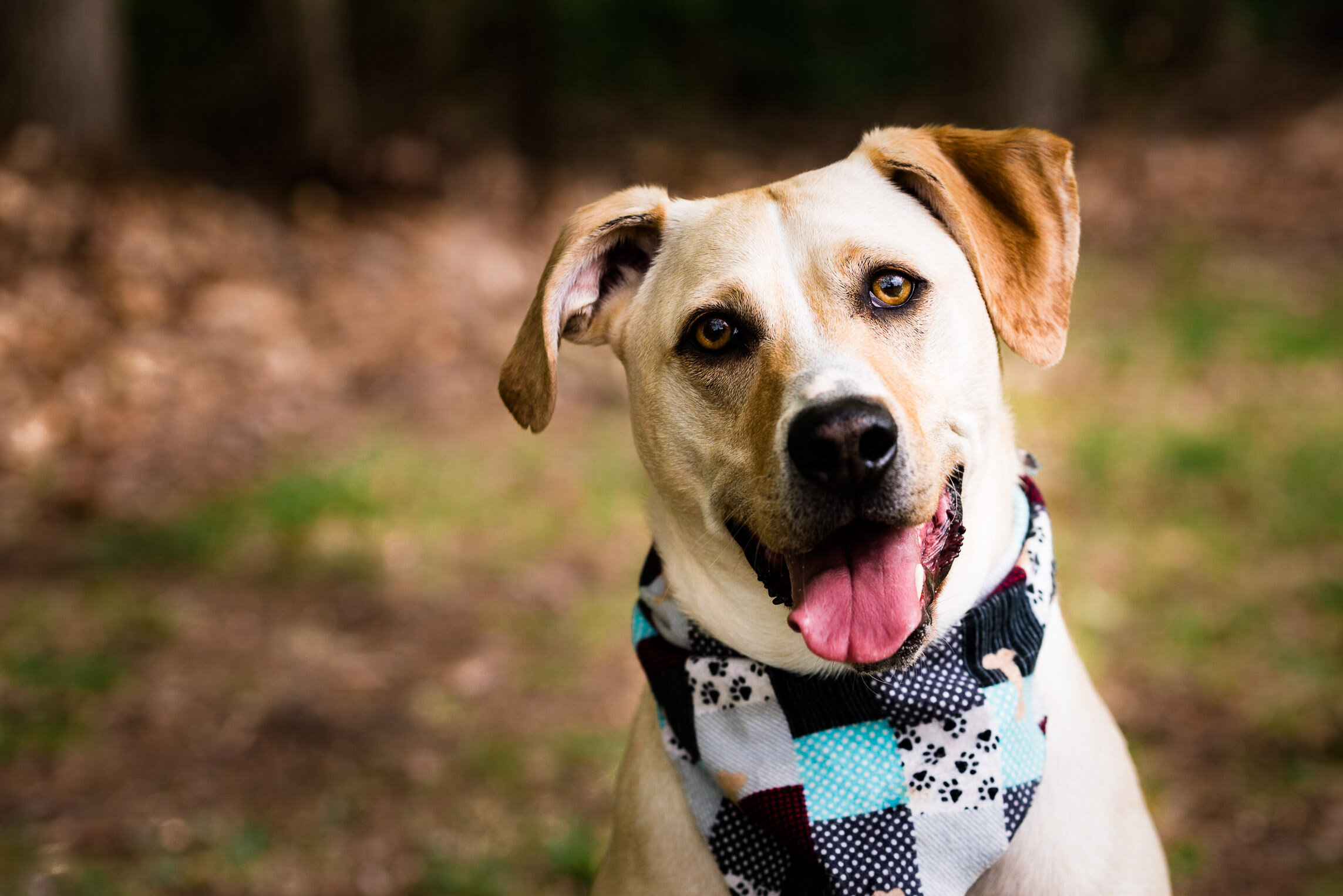 toledo dog photographer