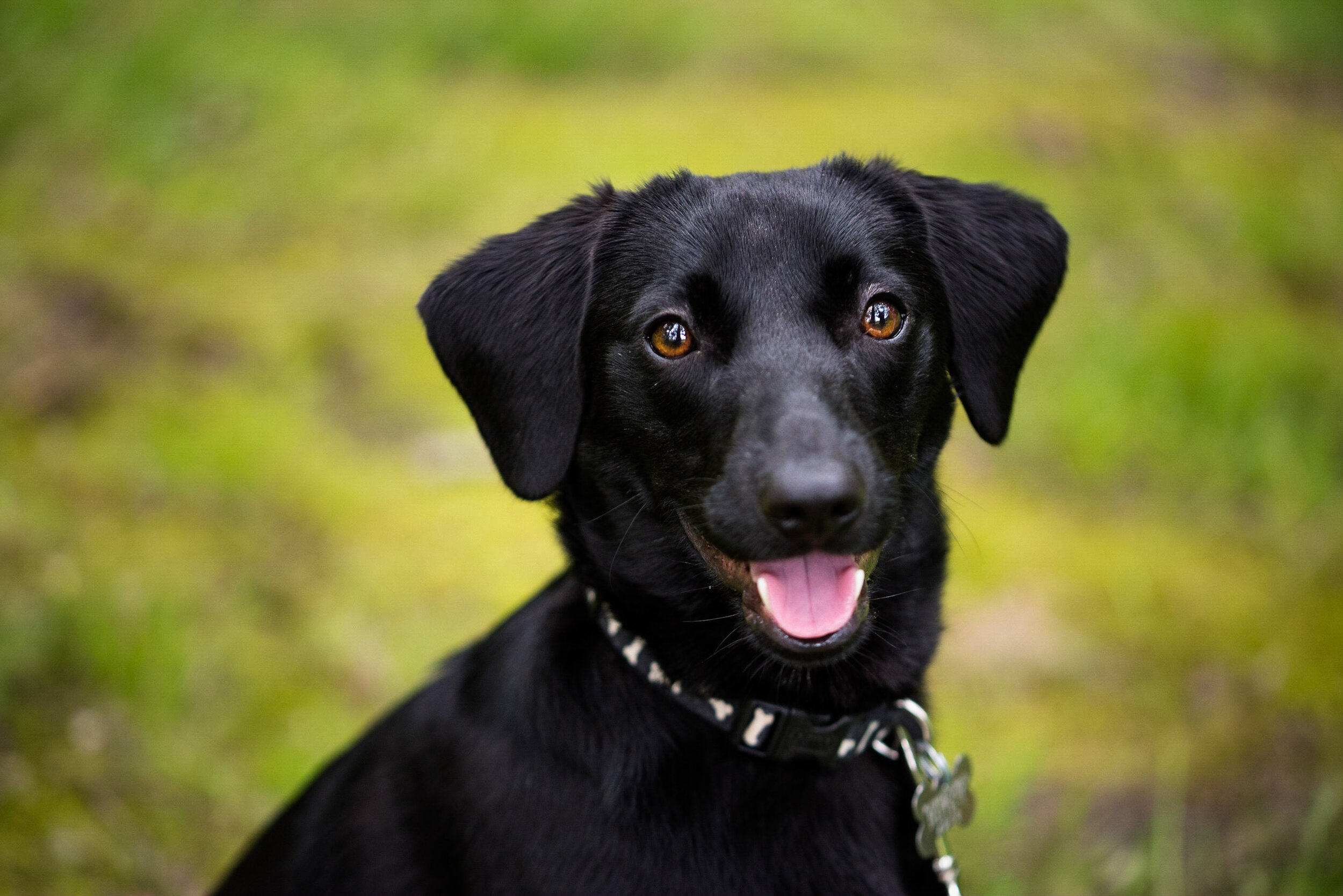 dog photography in toledo