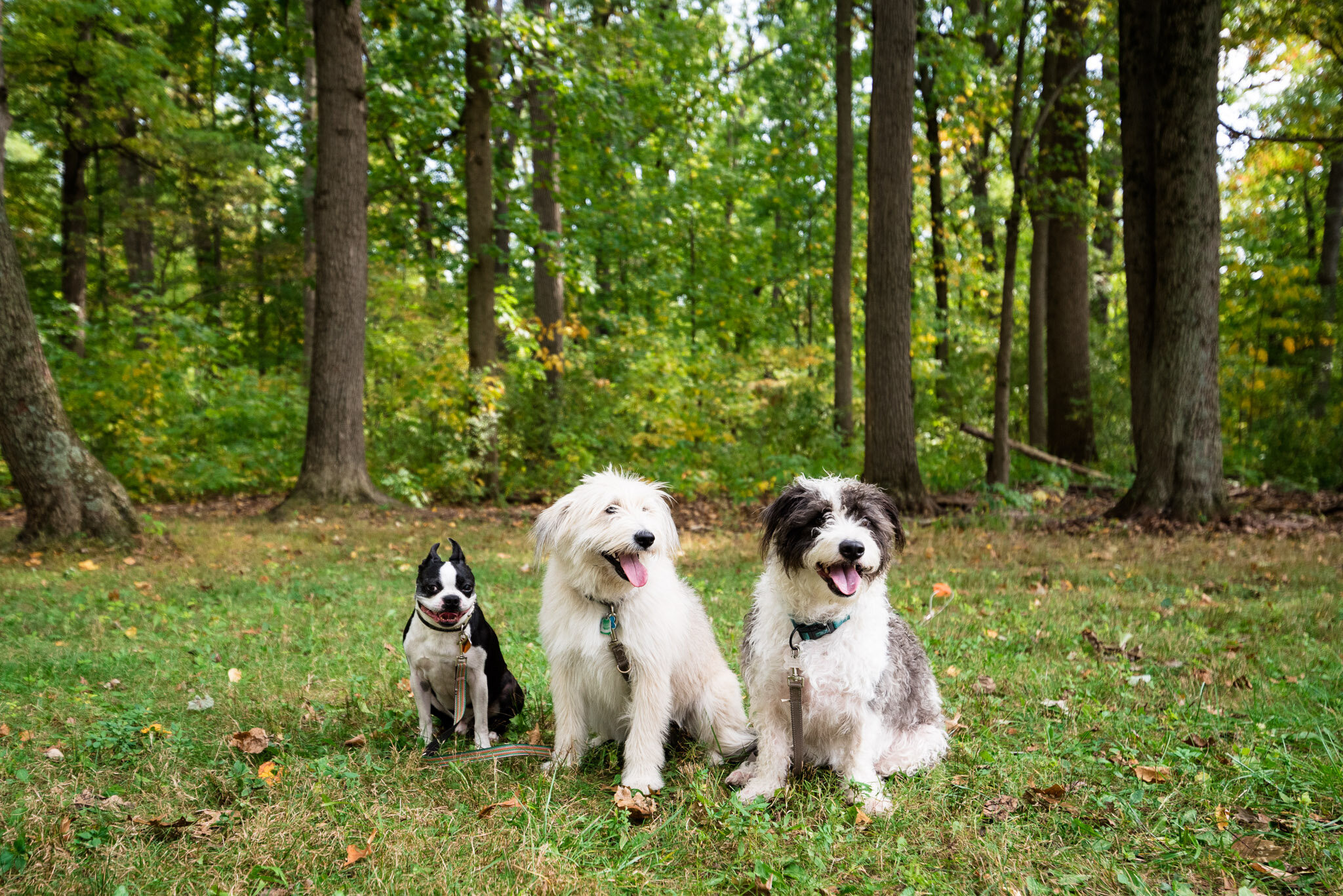 toledo pet photographer