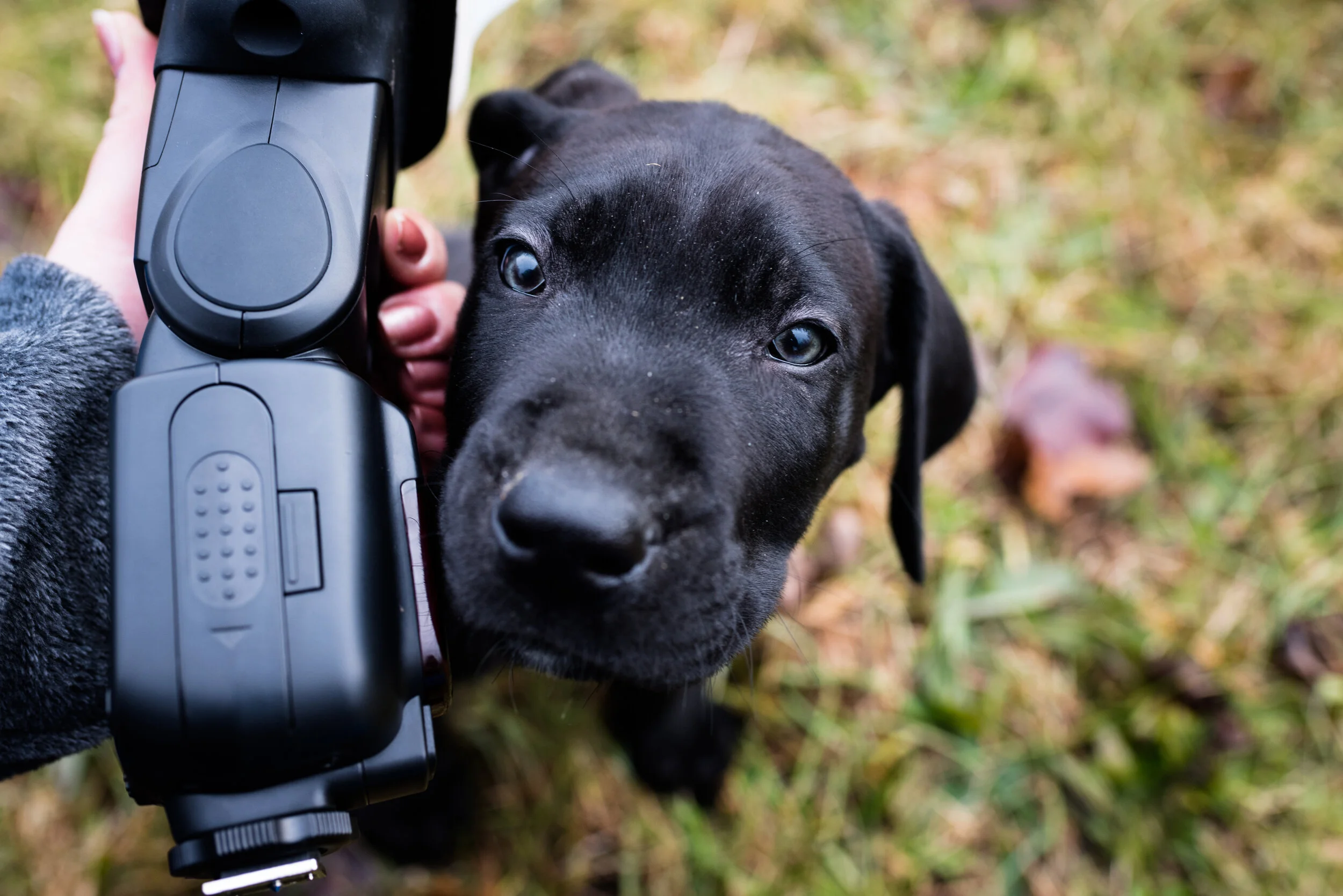 toledo pet photographer