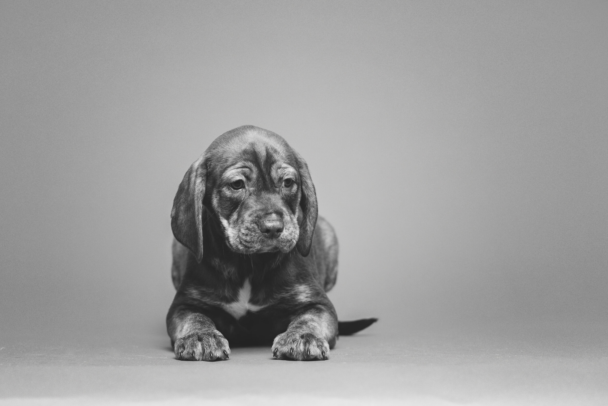 Ten Puppies Visit the Studio. Toledo Ohio Dog Rescue Portraits. — Rebecca  Trumbull Photography