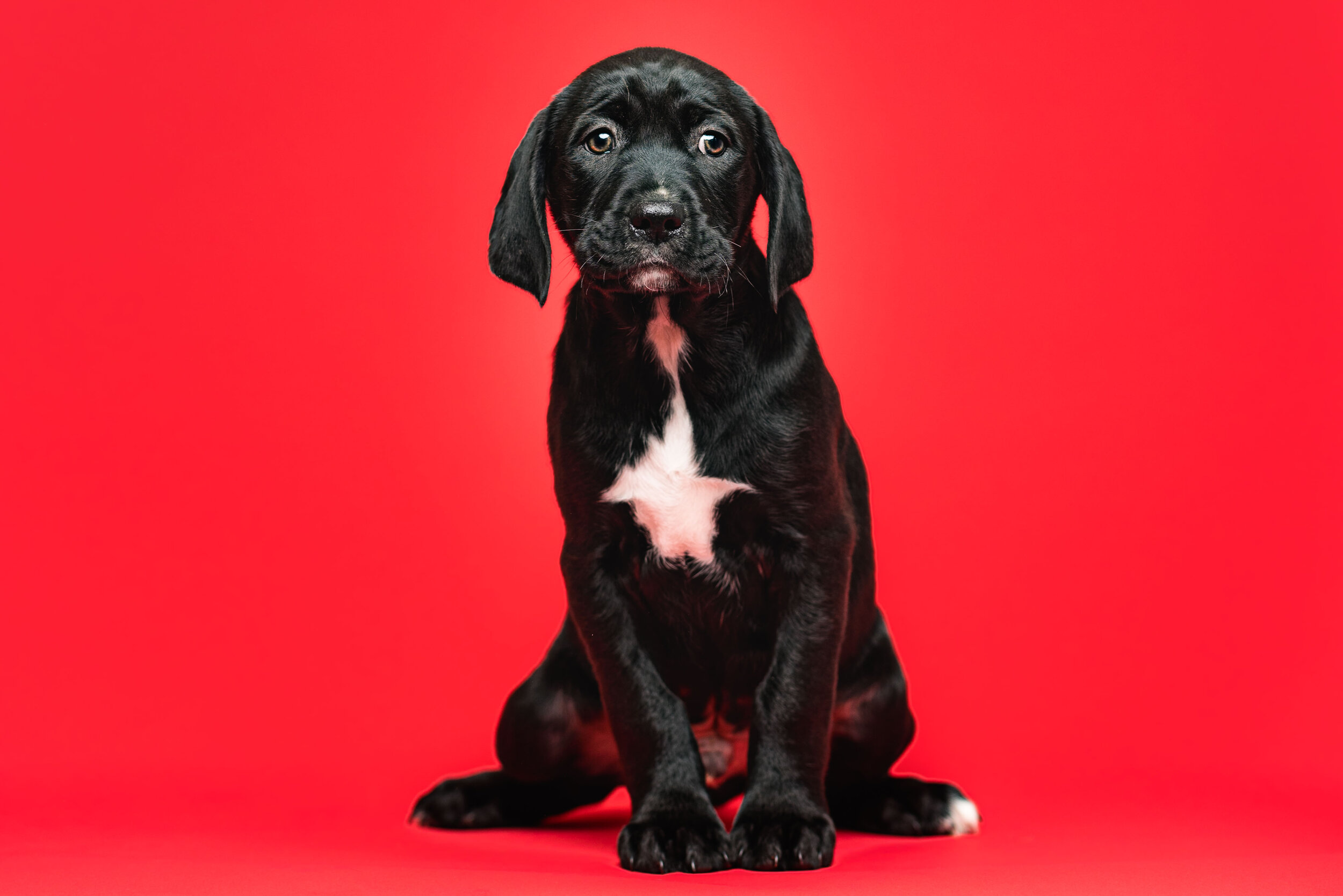 Ten Puppies Visit the Studio. Toledo Ohio Dog Rescue Portraits. — Rebecca  Trumbull Photography