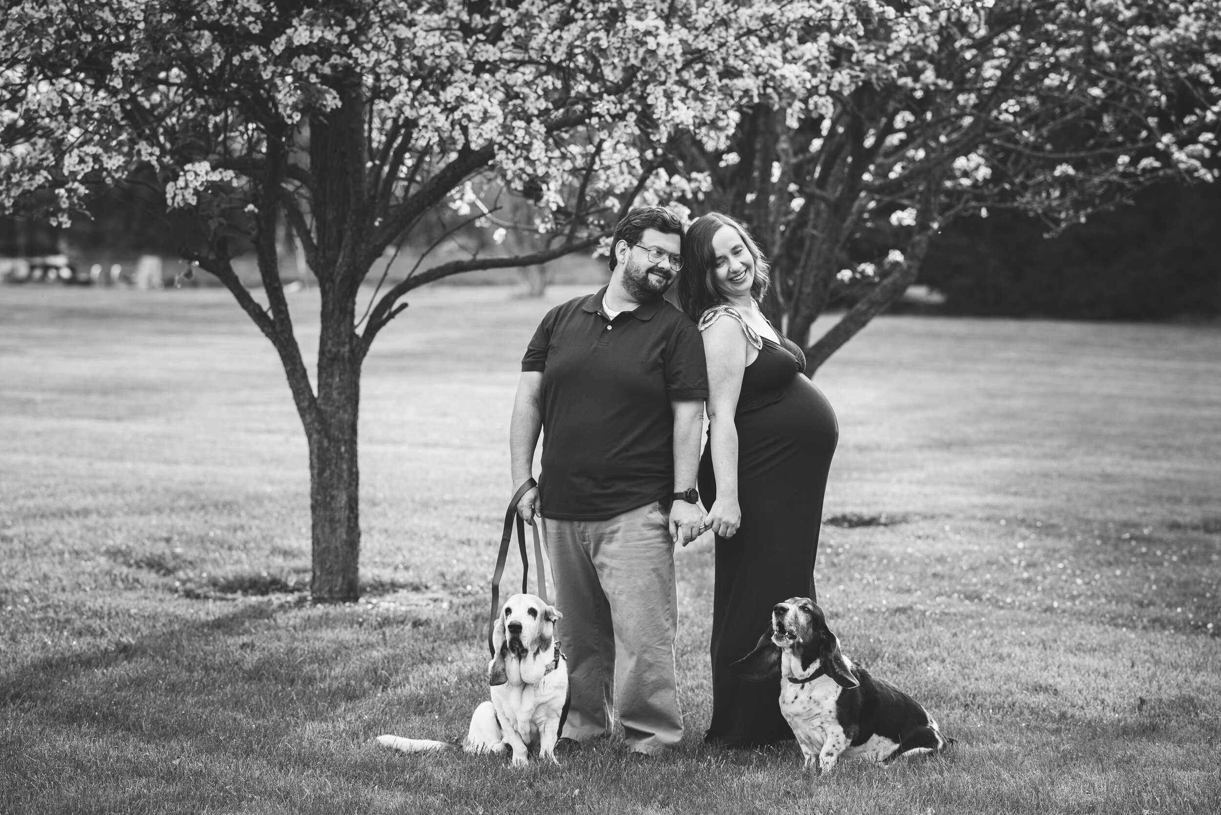 maternity photos with dogs 