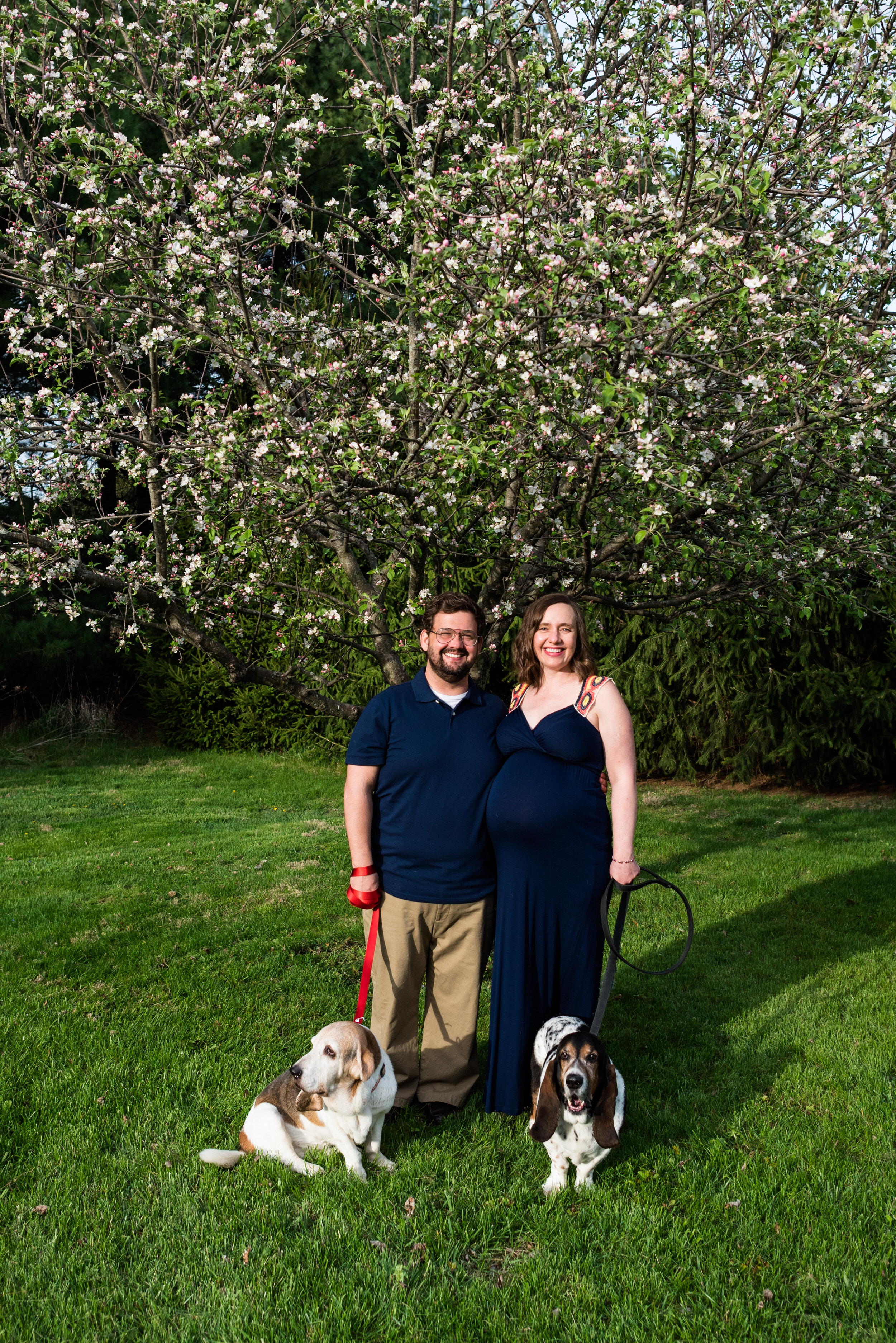 toledo maternity photos with dogs